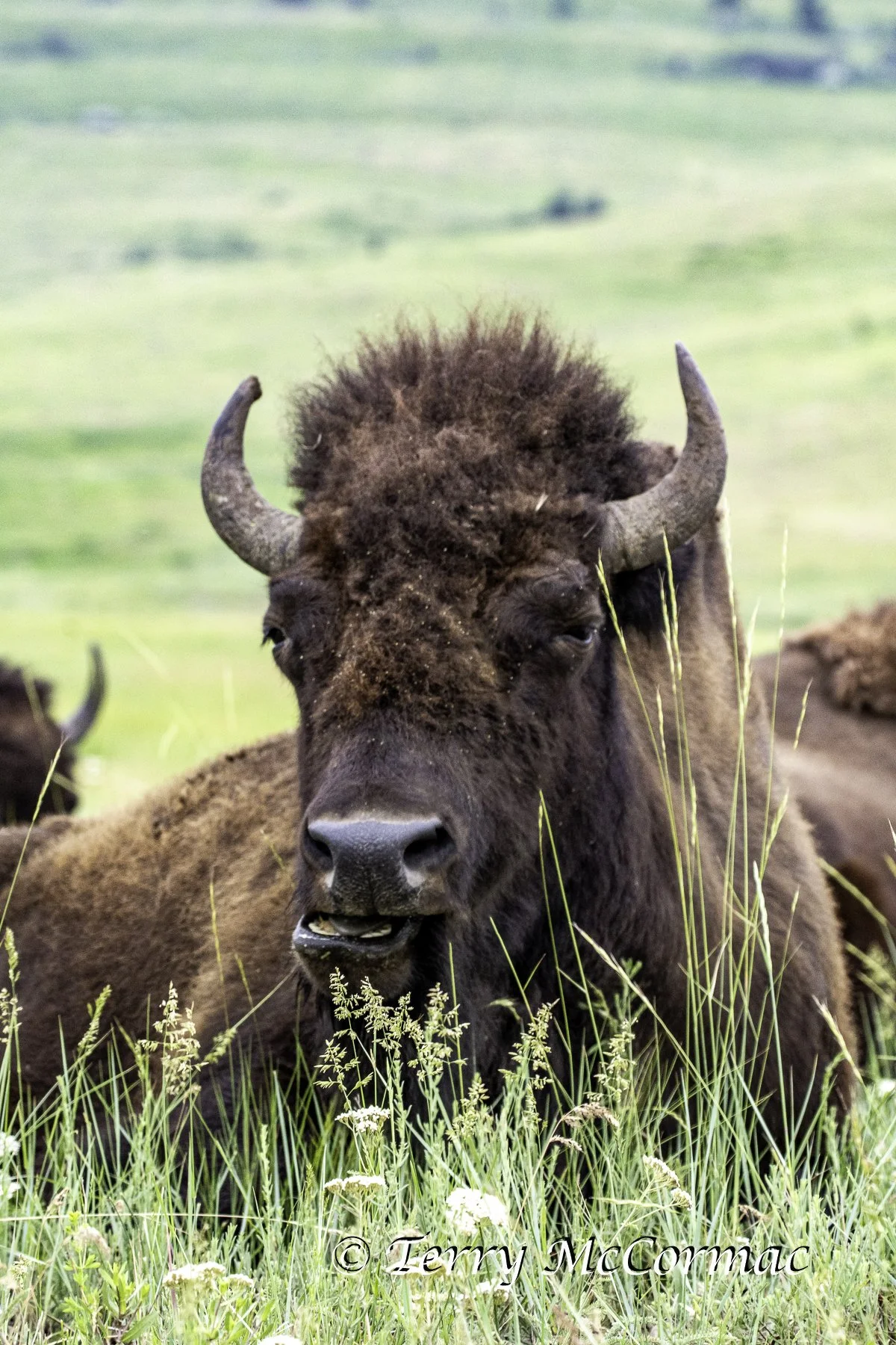 Bison, The Bison Range, Montana