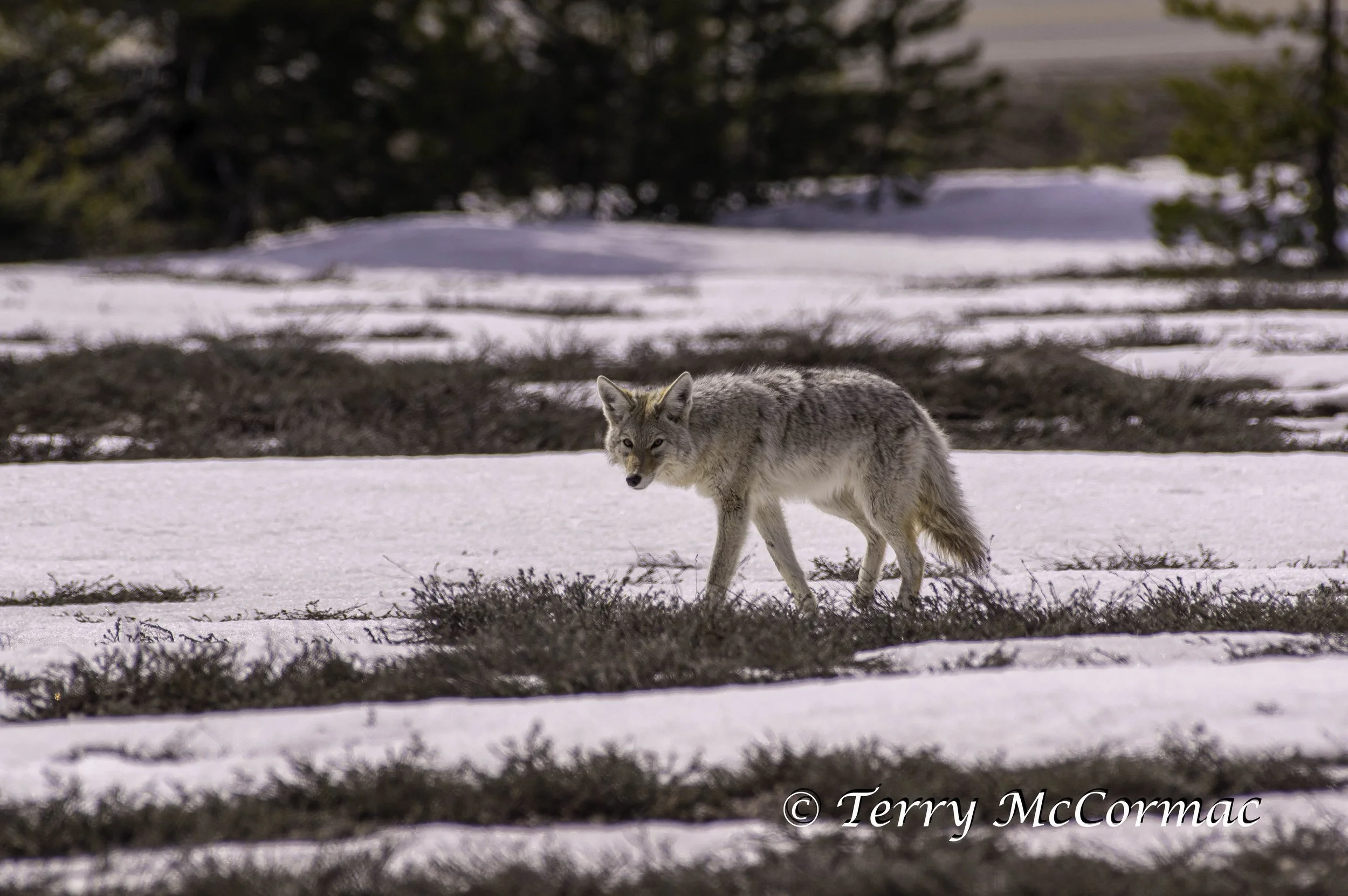 Coyote in Spring  snow Grand Teton National Park, WY