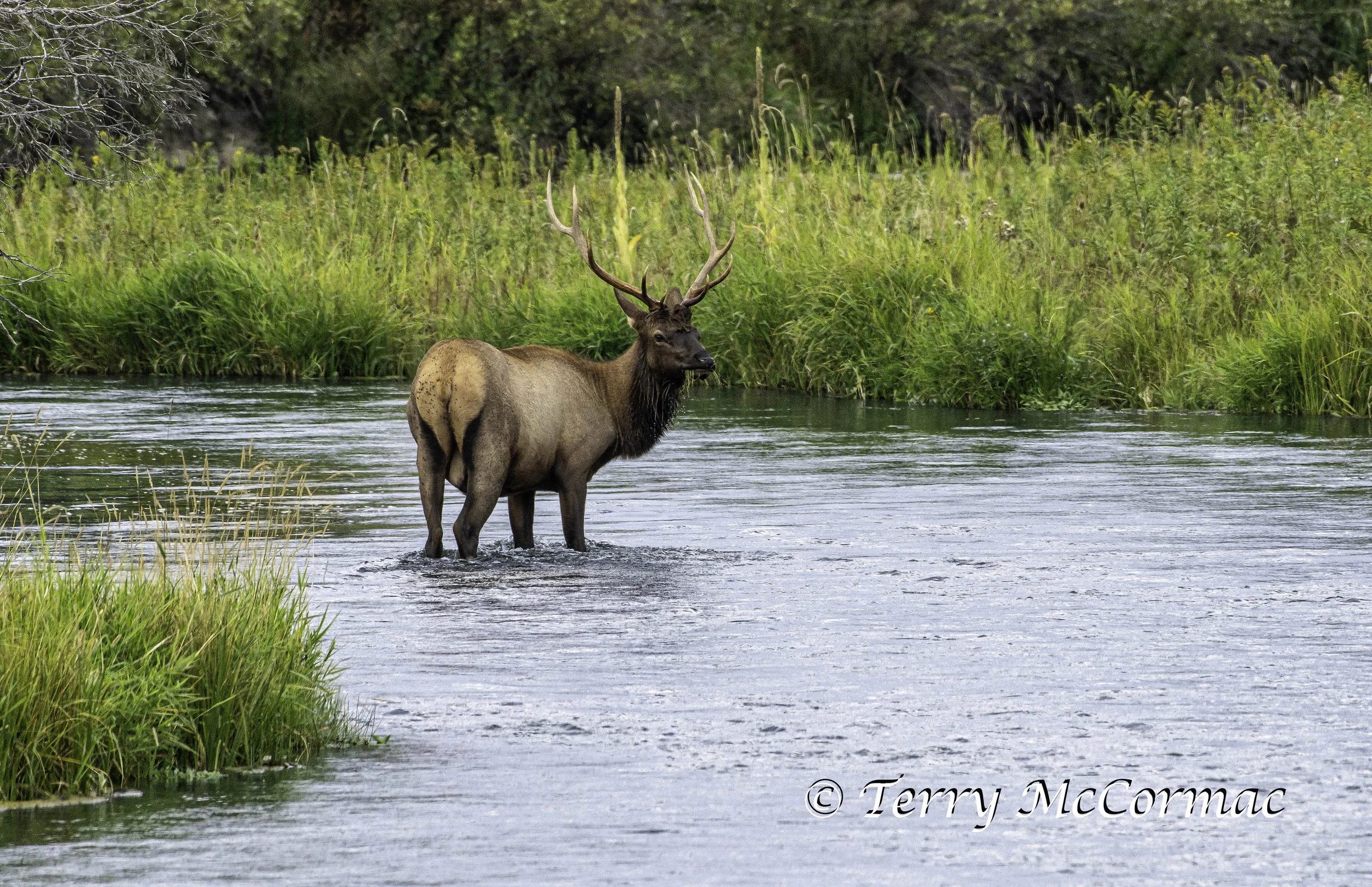 Bull Elk  The Bison Range, Montana