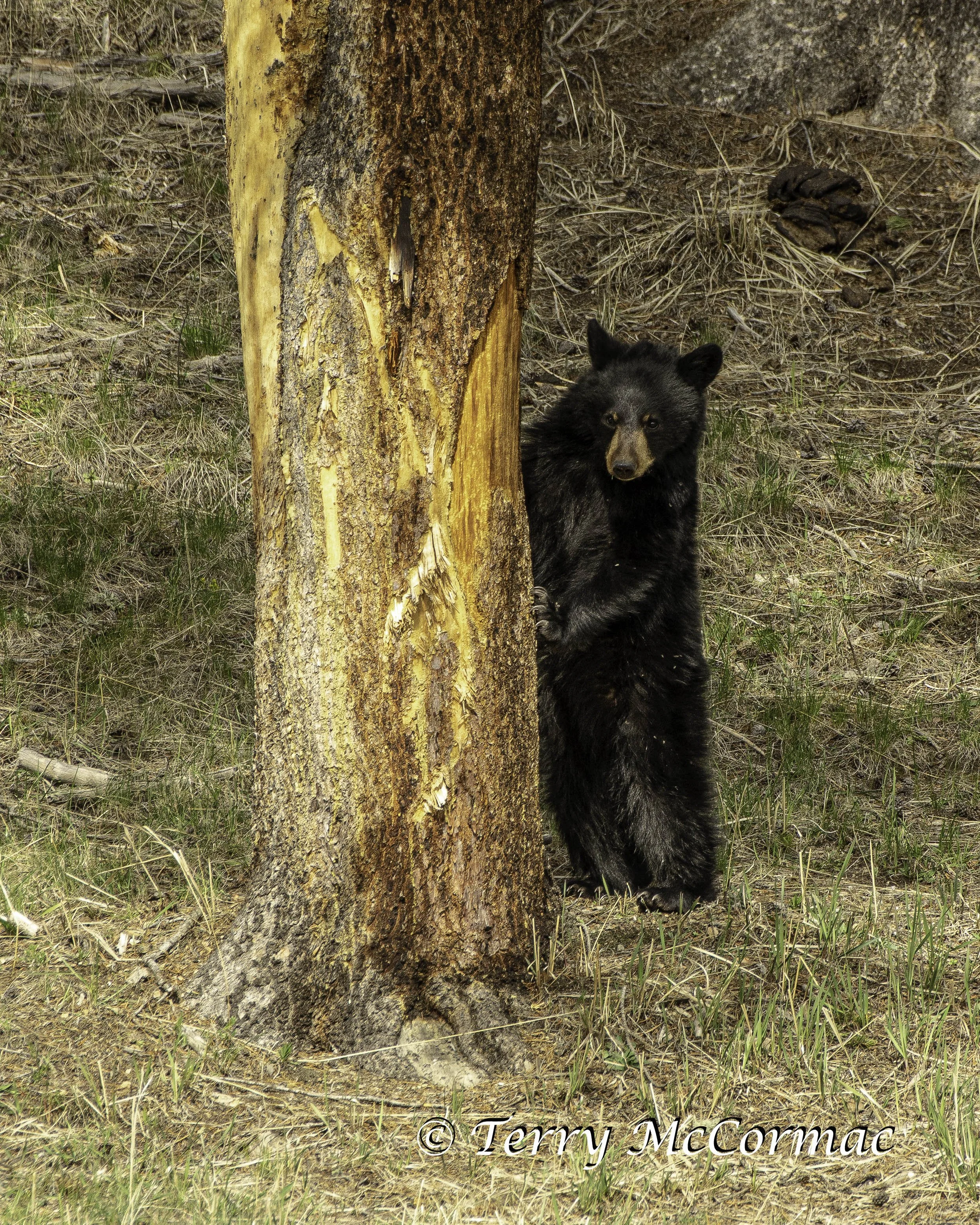 Female Black Bear watching her cubs Yellowstone National Park, WY