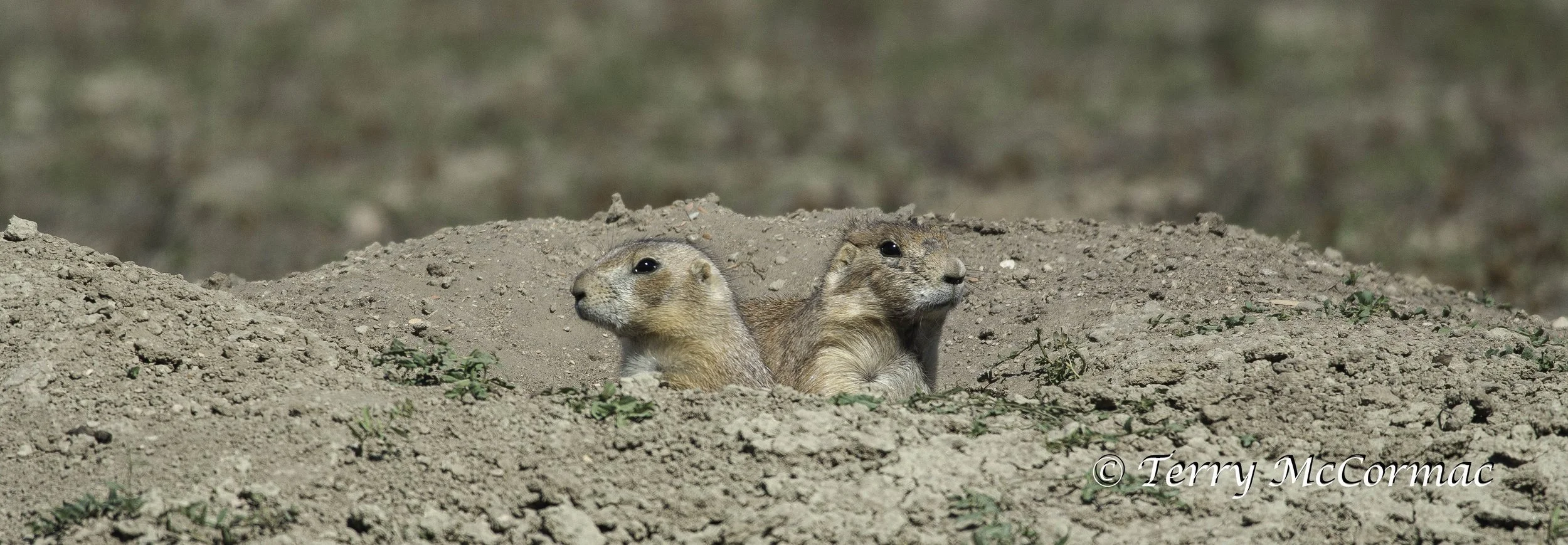 Black-Tailed Prairie Dog, Theodore Roosevelt National Park, North Dakota