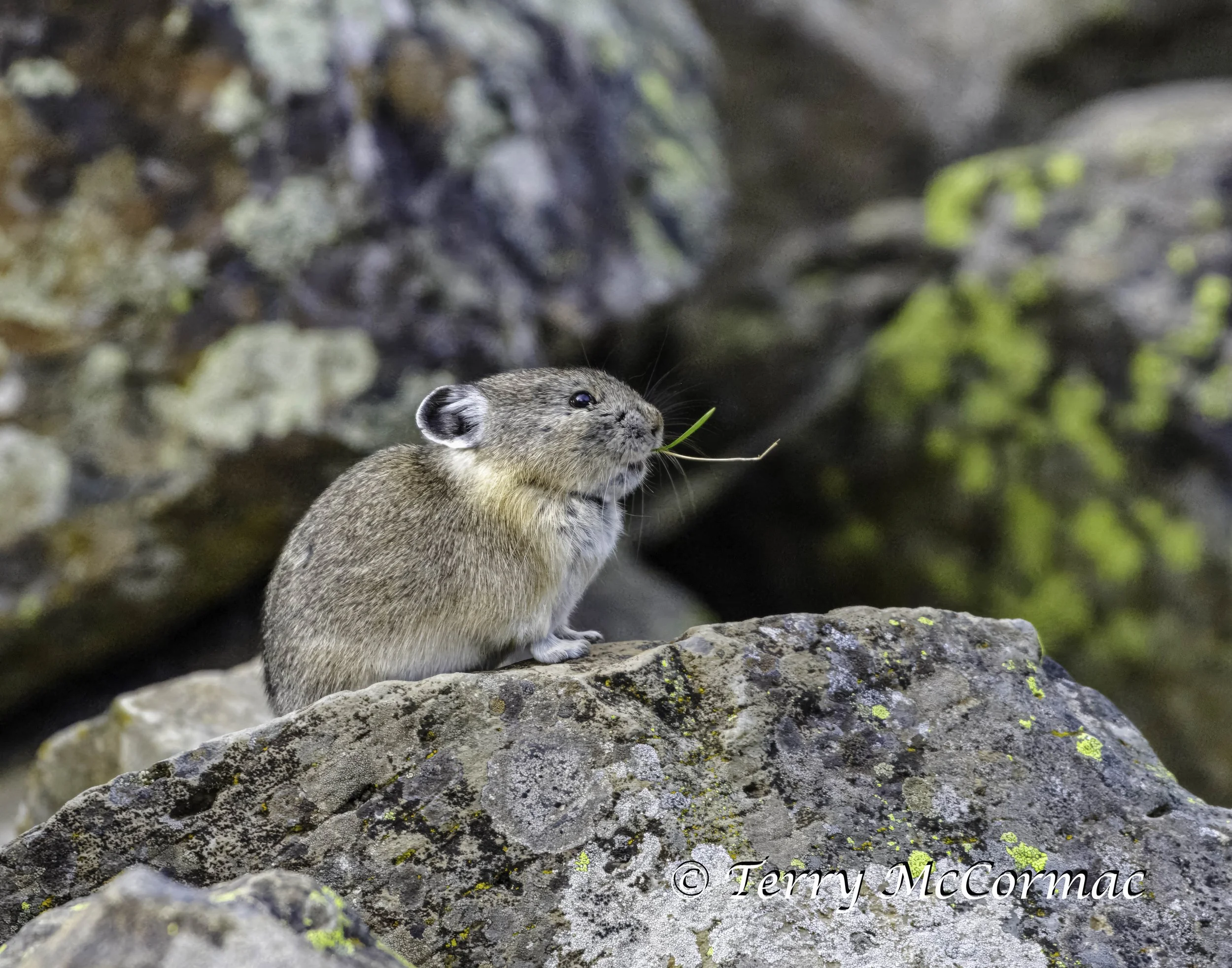Pika, Yellowstone National Park, WY