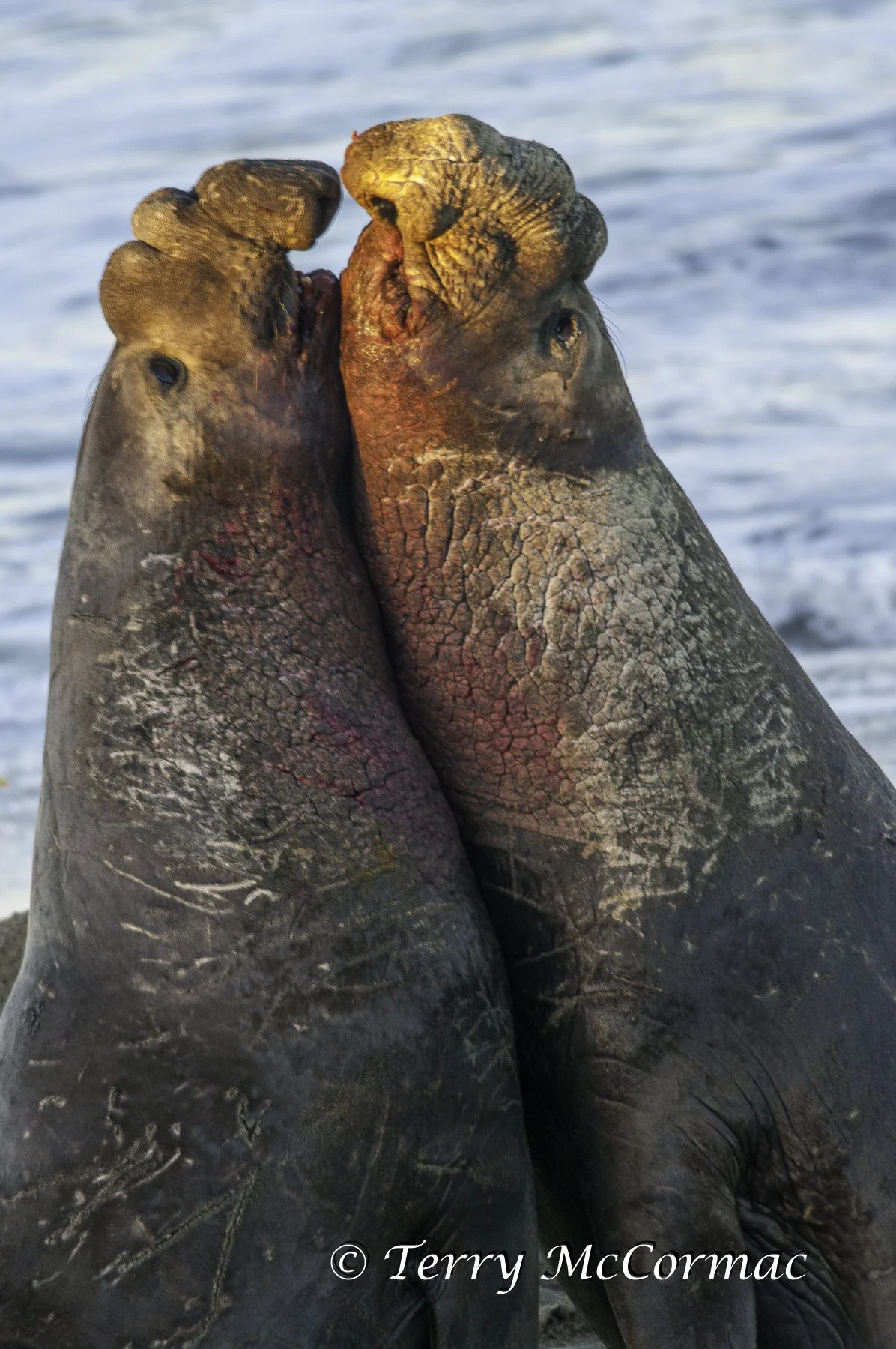 Male Northern Elephant Seals fighting, Piedras Blancas, CA