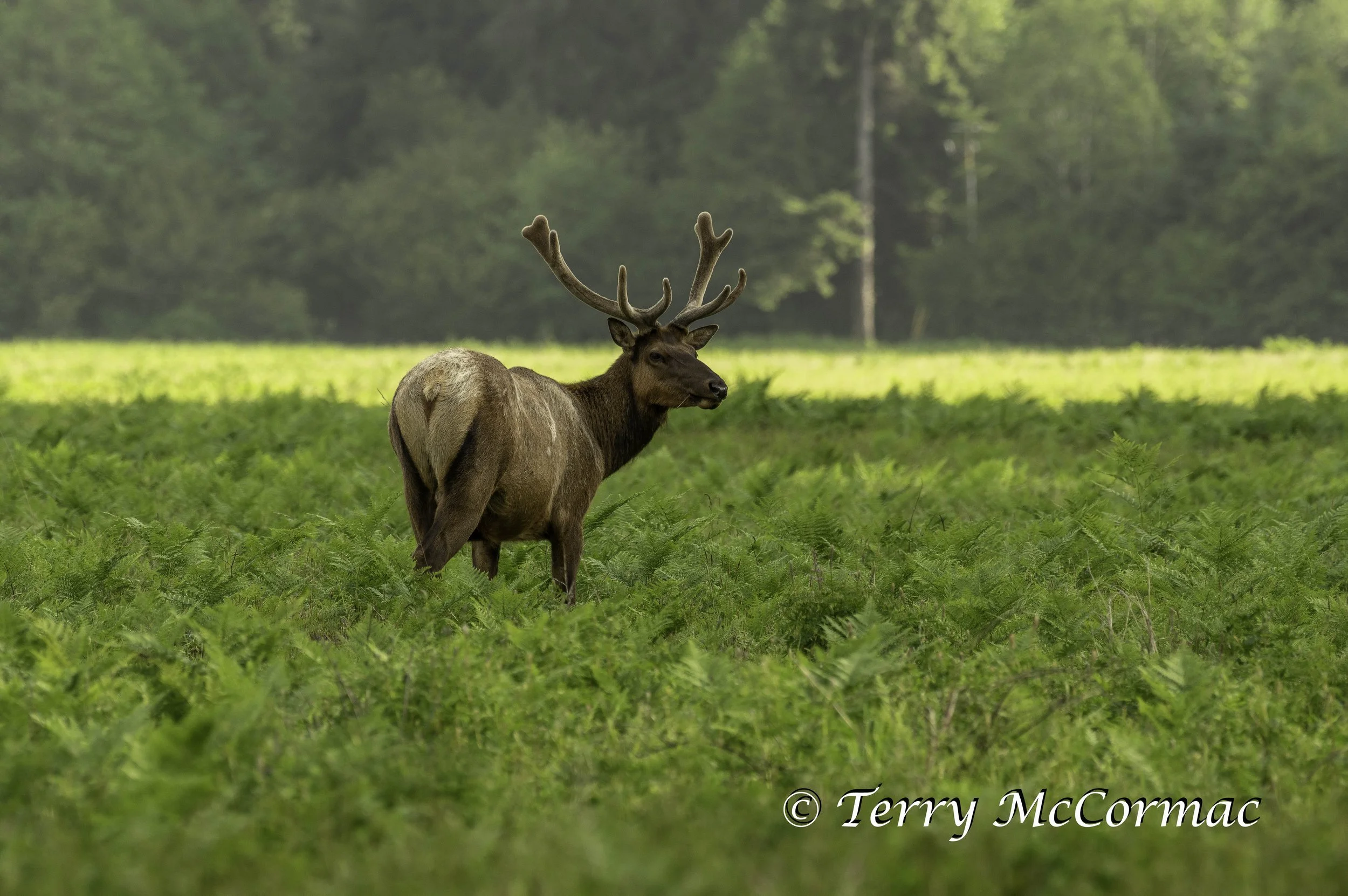 Roosevelt Elk, Prairie Creek Redwoods State Park, (Redwood National Park), CA