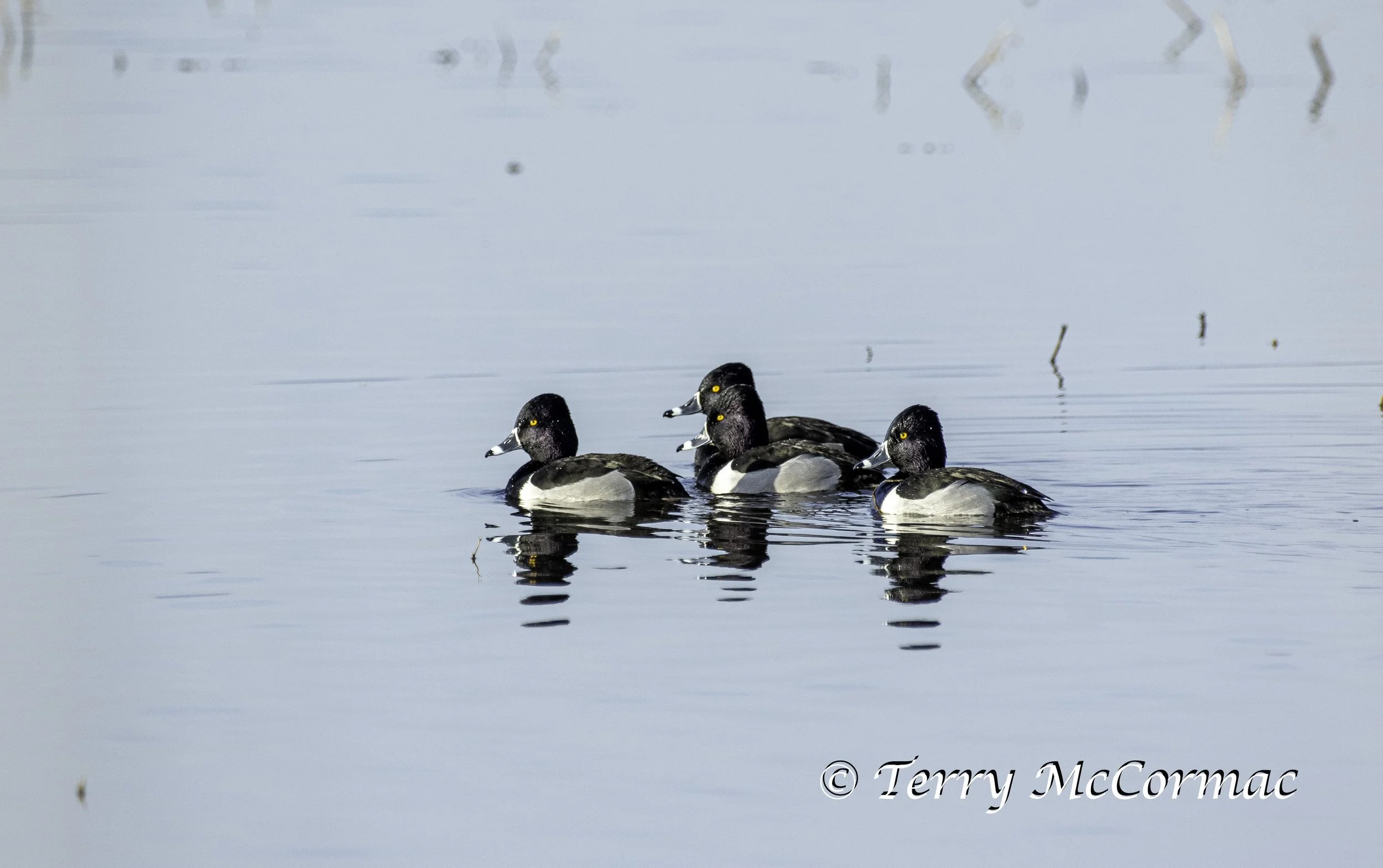 Ring-necked Duck