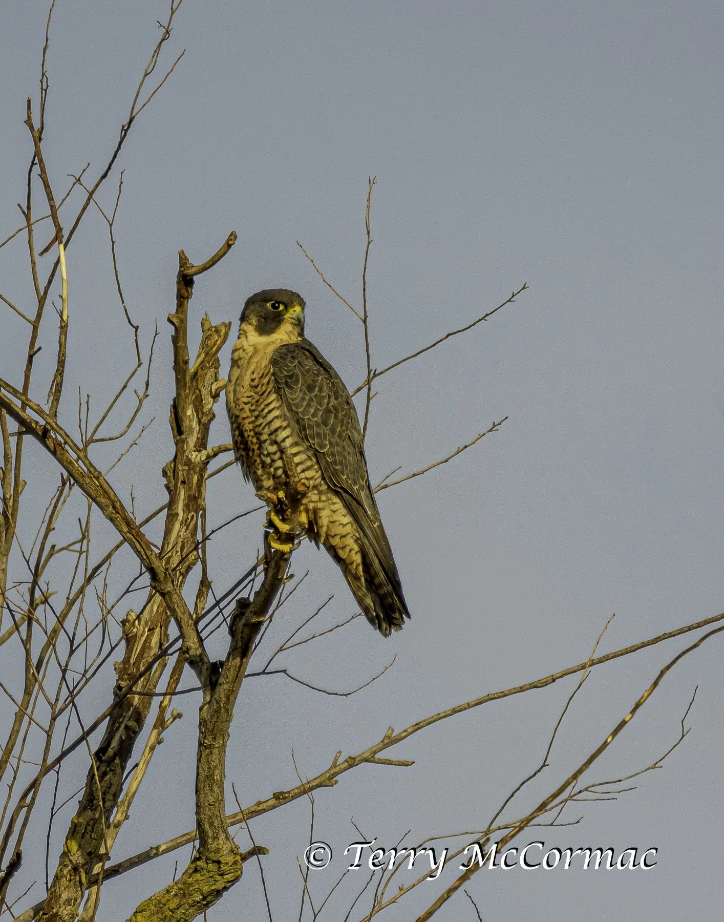 Peregrine Falcon Sacramento National Wildlife Refuge, CA