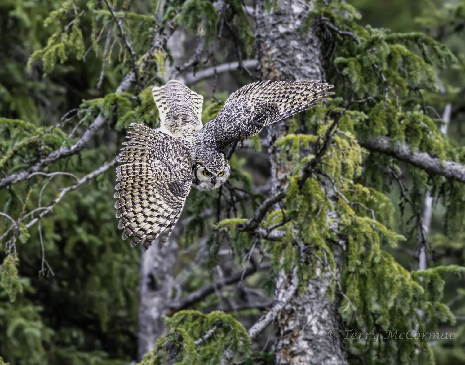 Subarctic Great Horned Owl,  Yellowstone