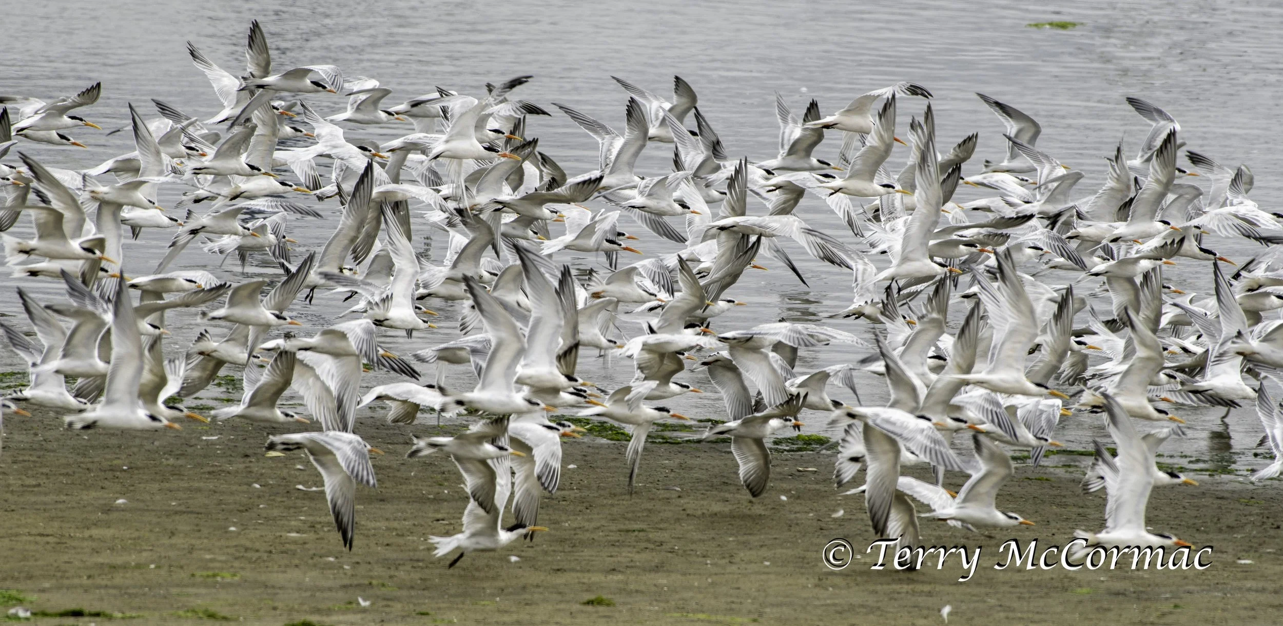 Terns