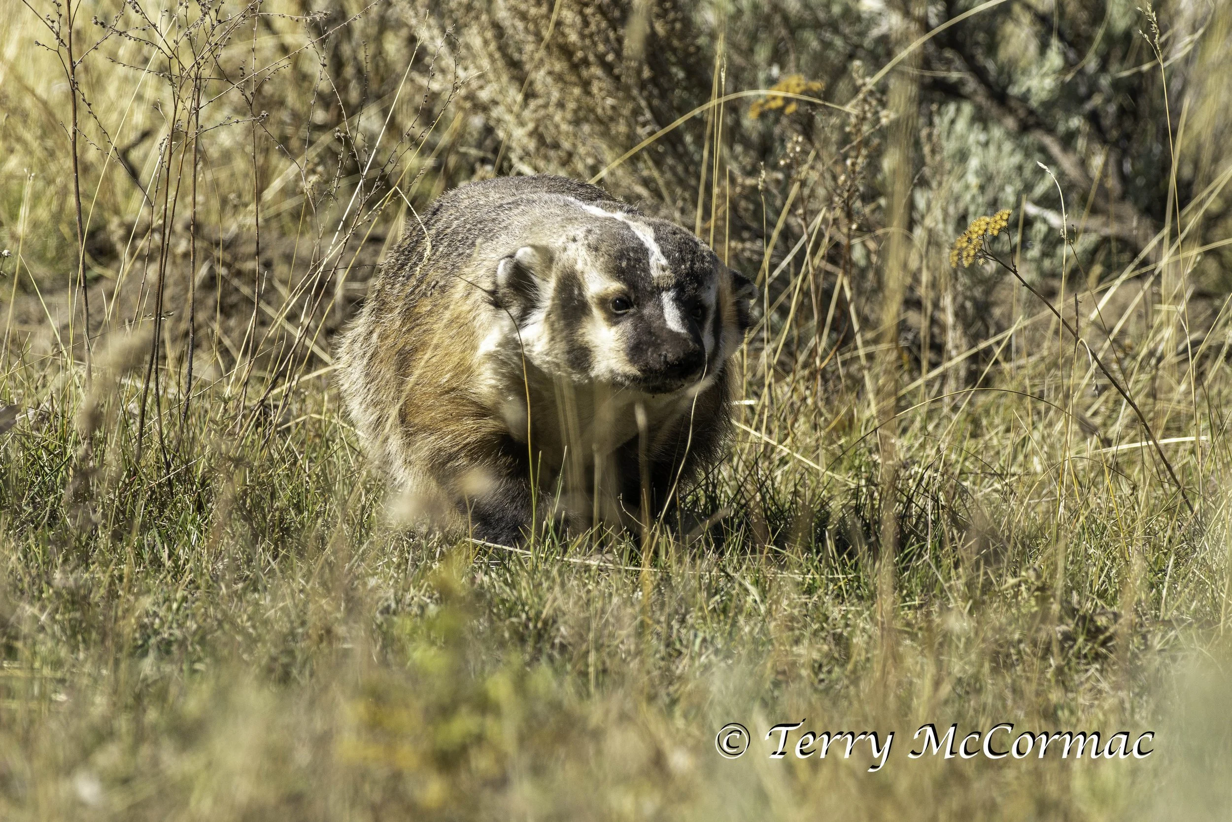 Badger, Yellowstone National Park, WY
