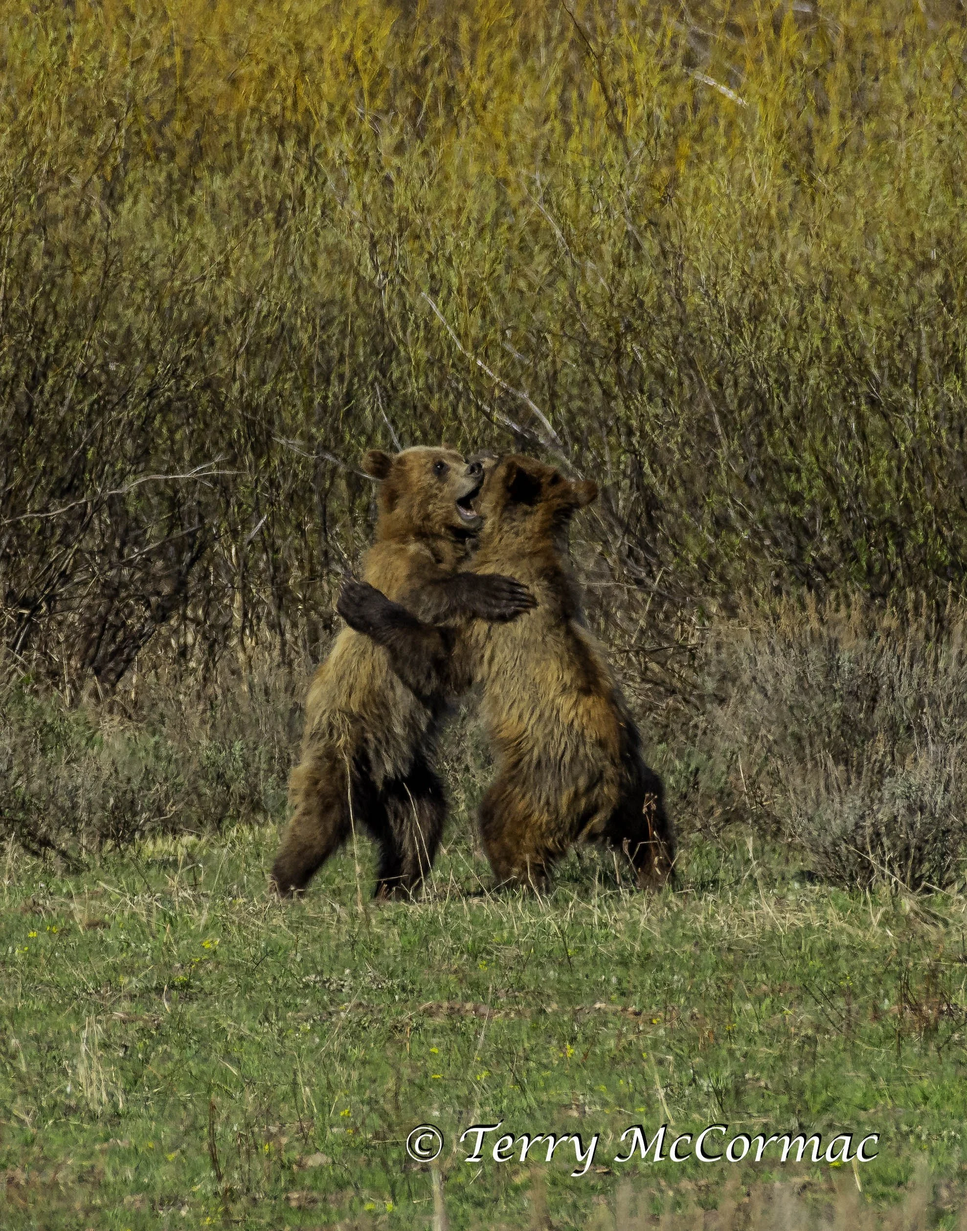 Cubs of 399 at play, Grand Teton National Park, WY