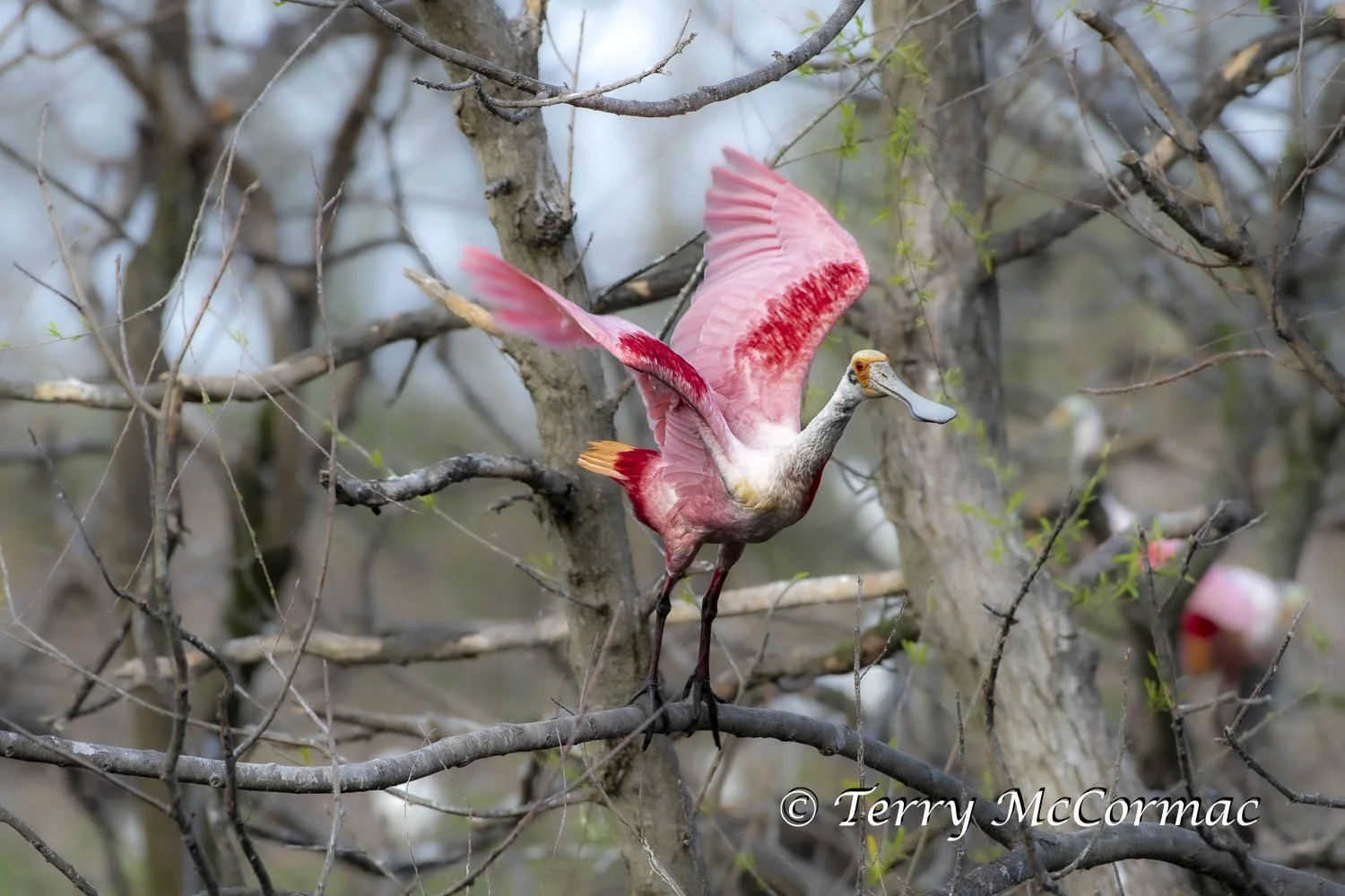 Roseate Spoonbill  High Island Rookery, Texas