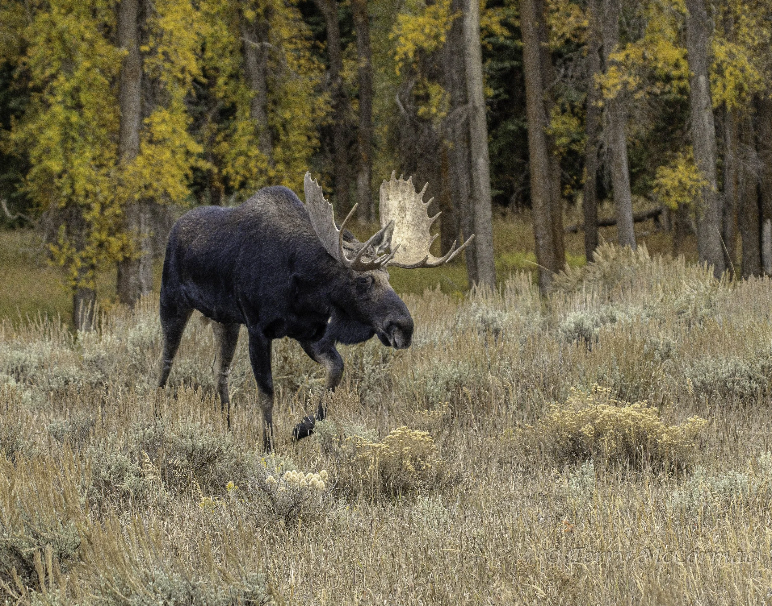 Bull Moose, Grand Teton National Park, WY