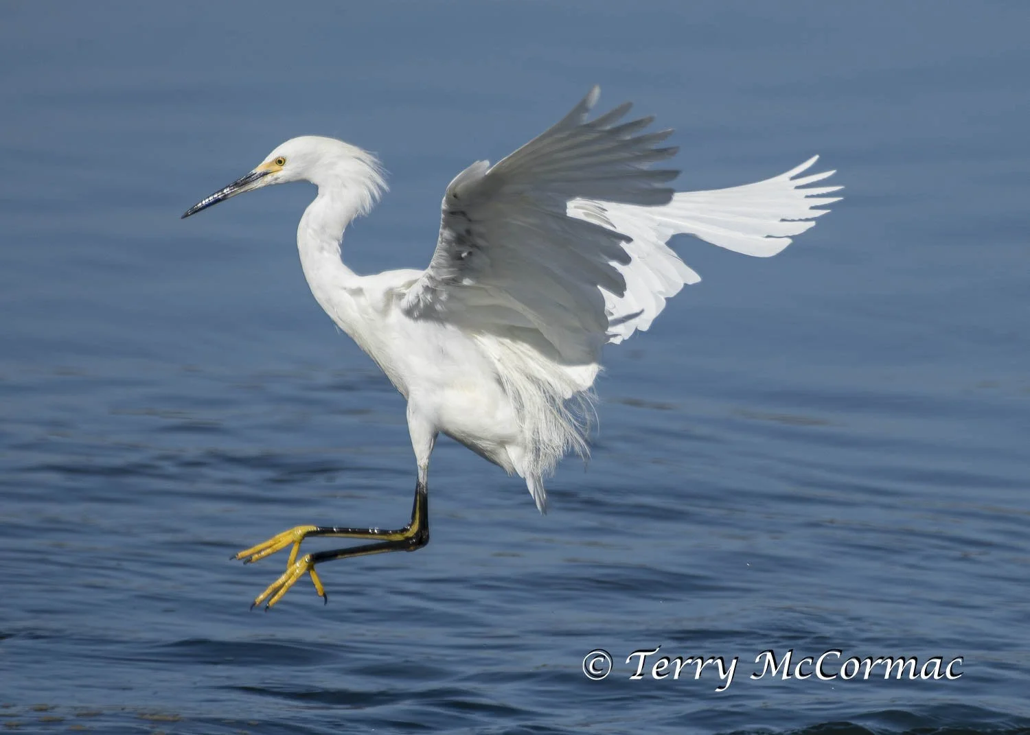 Snowy Egret , Moss Landing, CA
