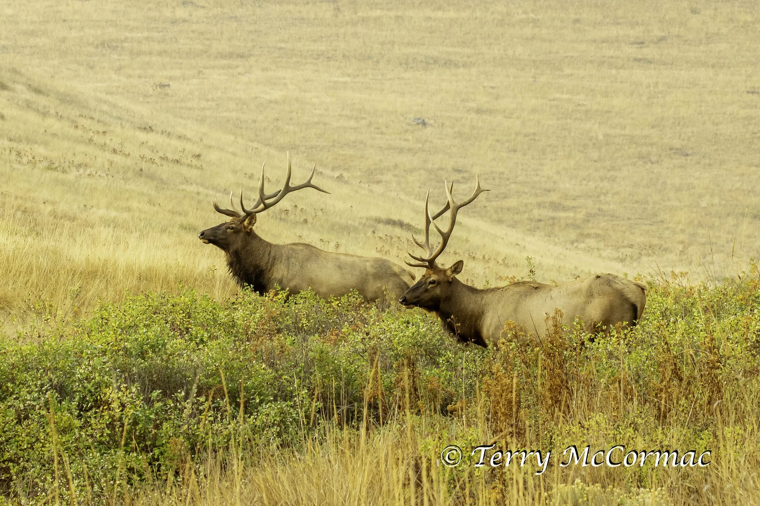 Bull Elk  The Bison Range, Montana