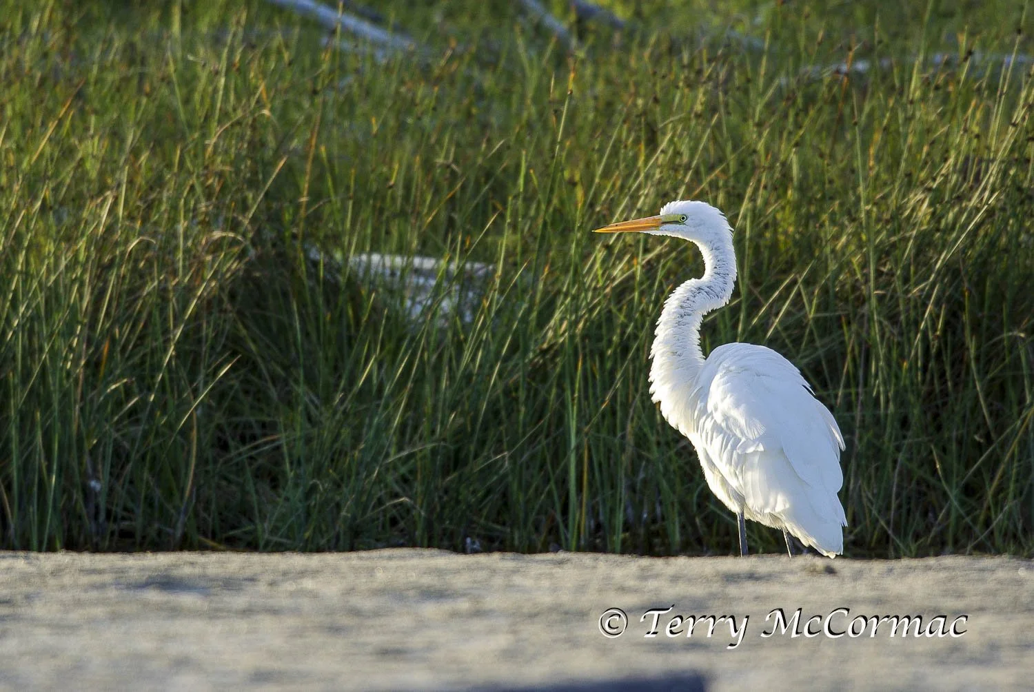 Great Egret, Santa Cruz, CA