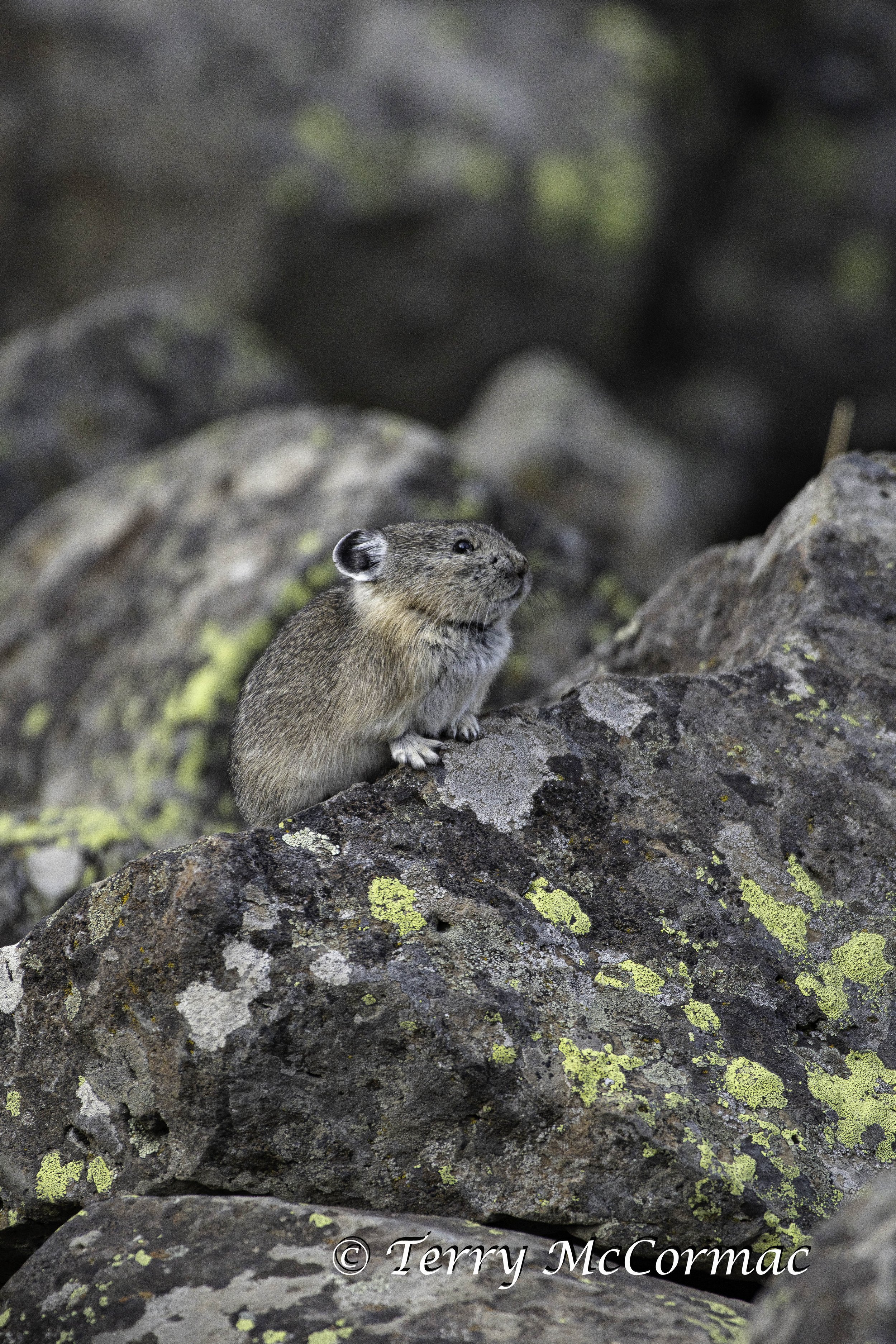 Pika, Yellowstone National Park, WY