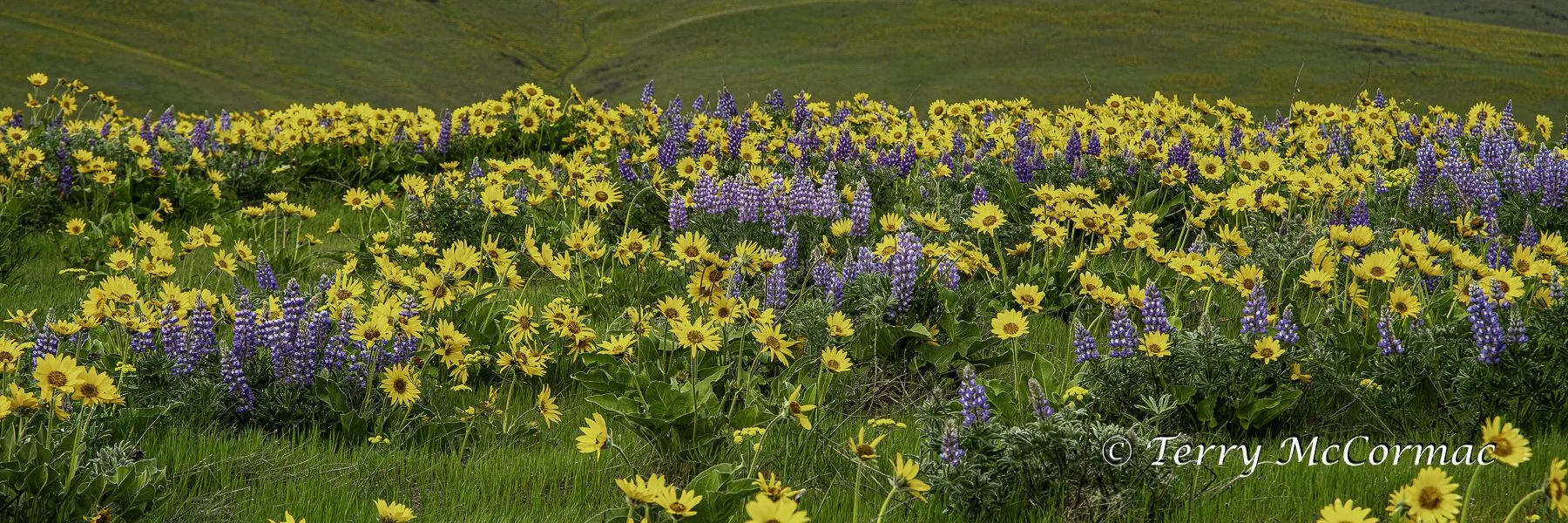 Wildflower Bloom Columbia Hills State Park