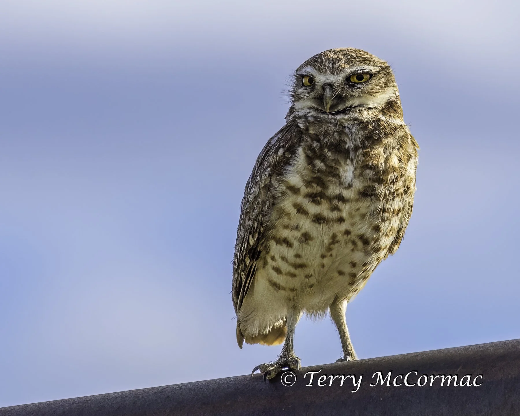 Burrowing Owl, Badlands National Park, SD