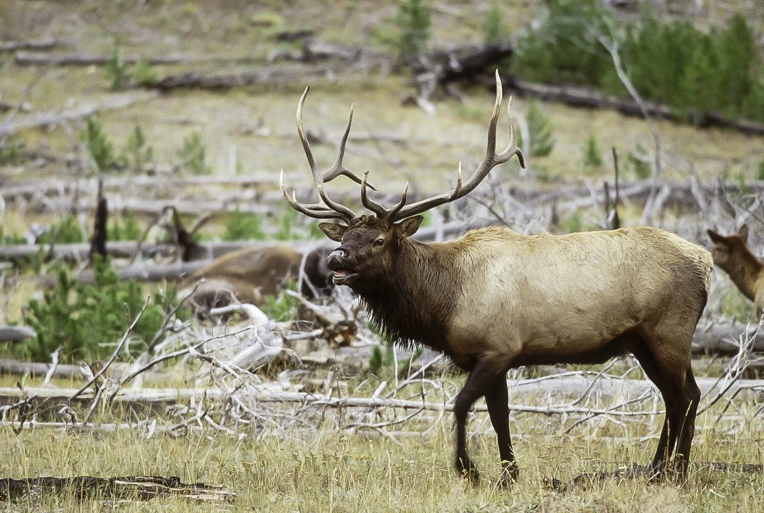 Bull Elk Yellowstone National Park