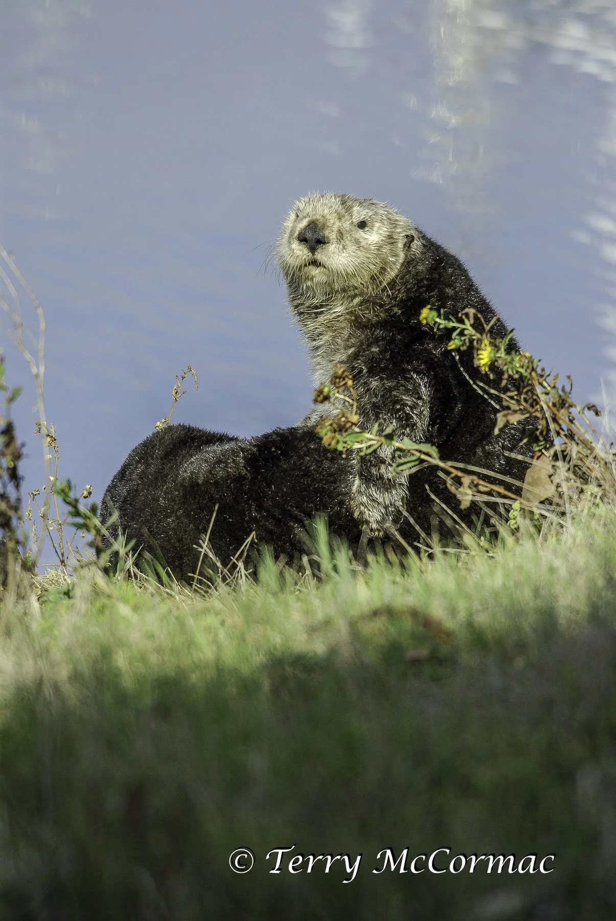 Sea Otter on shore, Moss Landing, CA