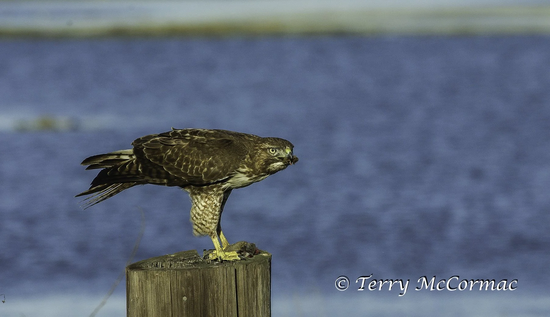 Red-tailed Hawk, Elkhorn Slough, CA