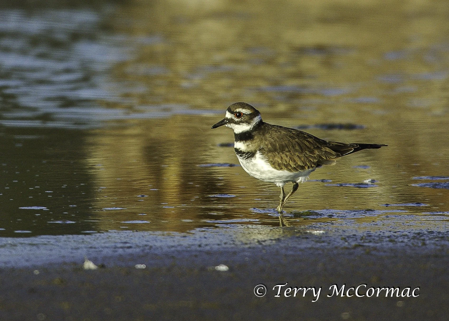 Killdeer