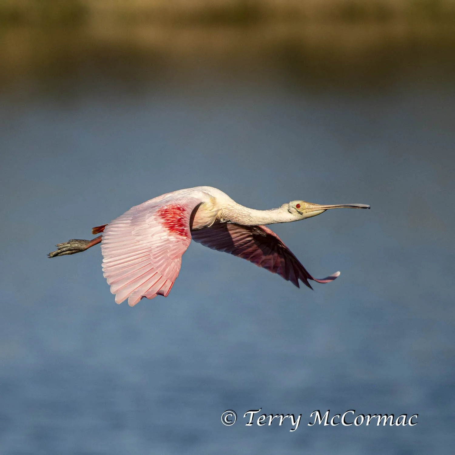 Roseate Spoonbill  High Island Rookery, Texas