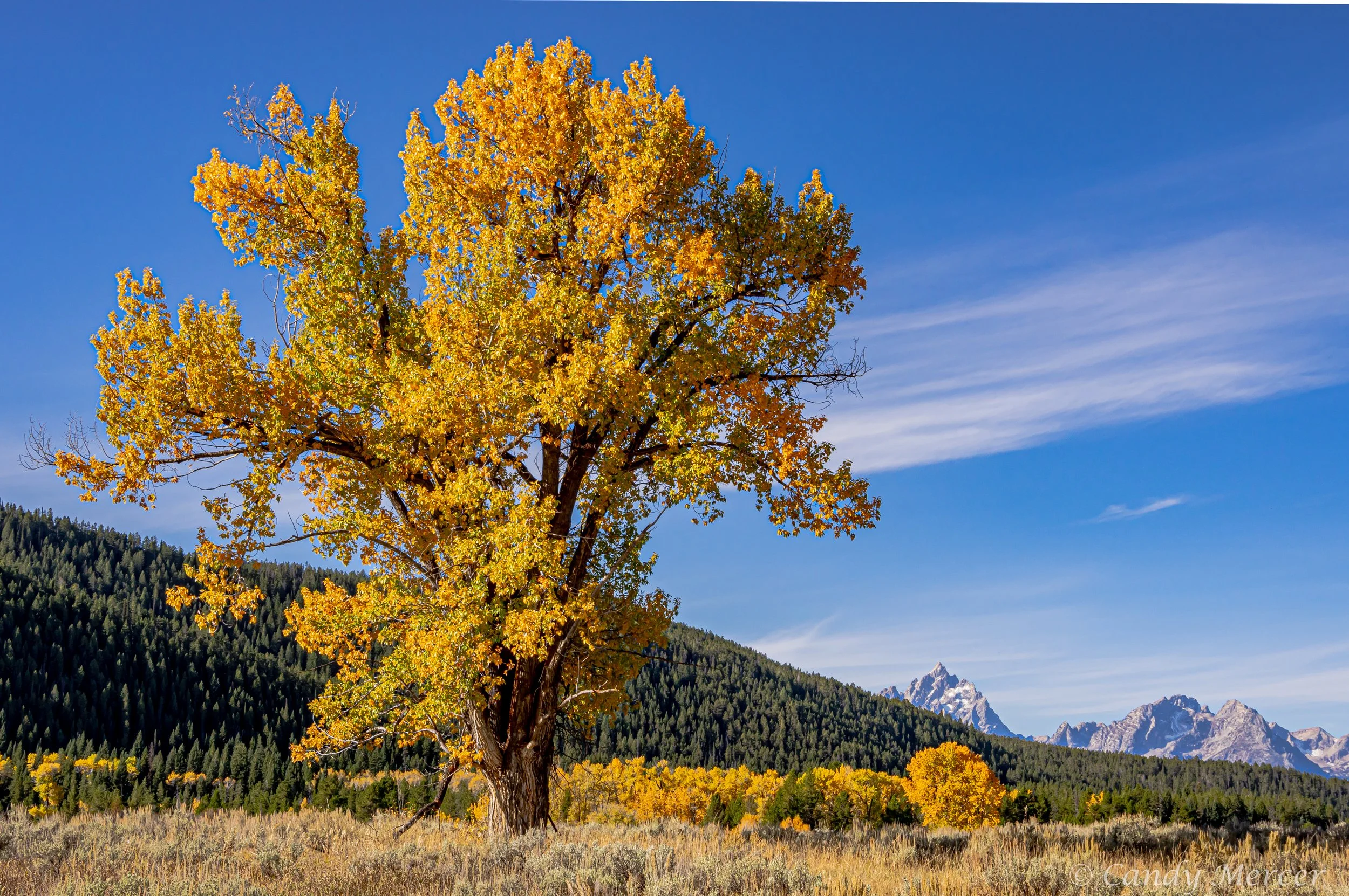 Grand Teton N.P., Wyoming