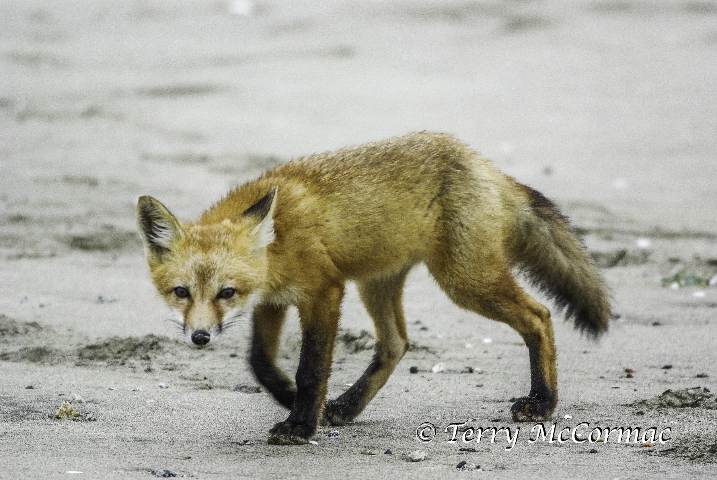 Red Fox, Moss Landing, CA