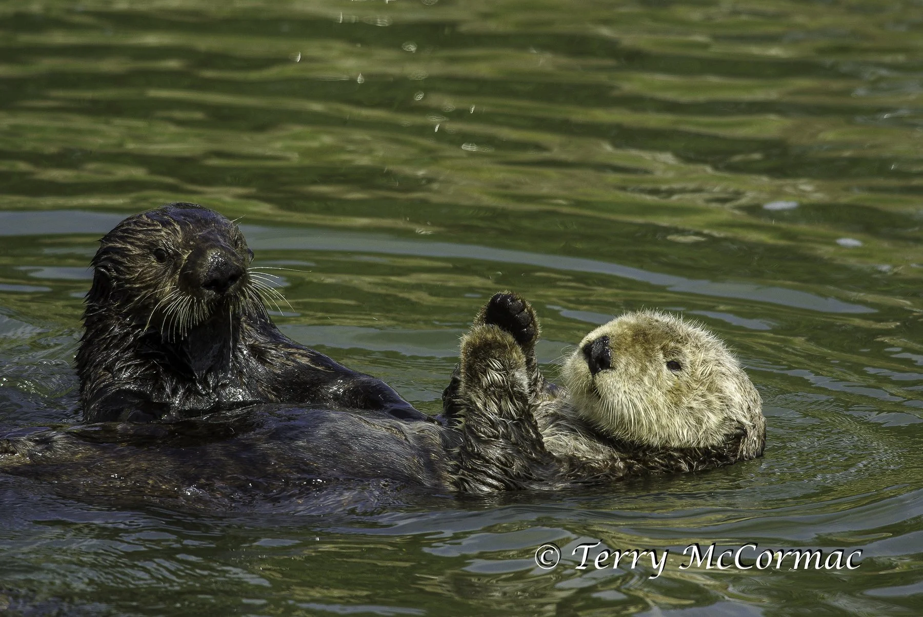 Sea Otters, Moss Landing, CA