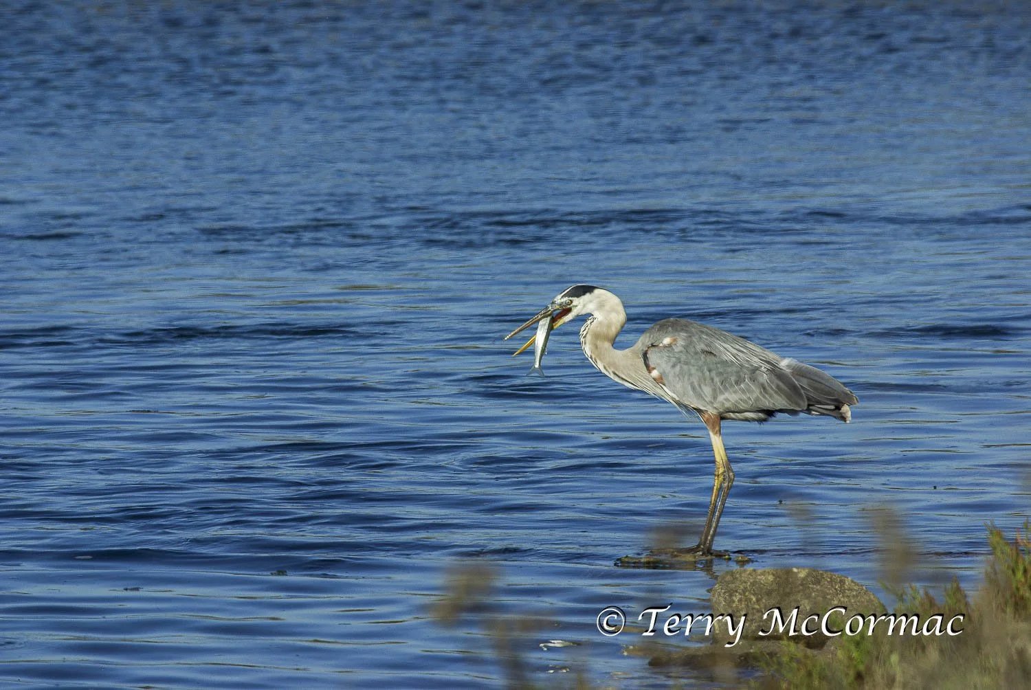Great Blue Heron, Moss Landing CA