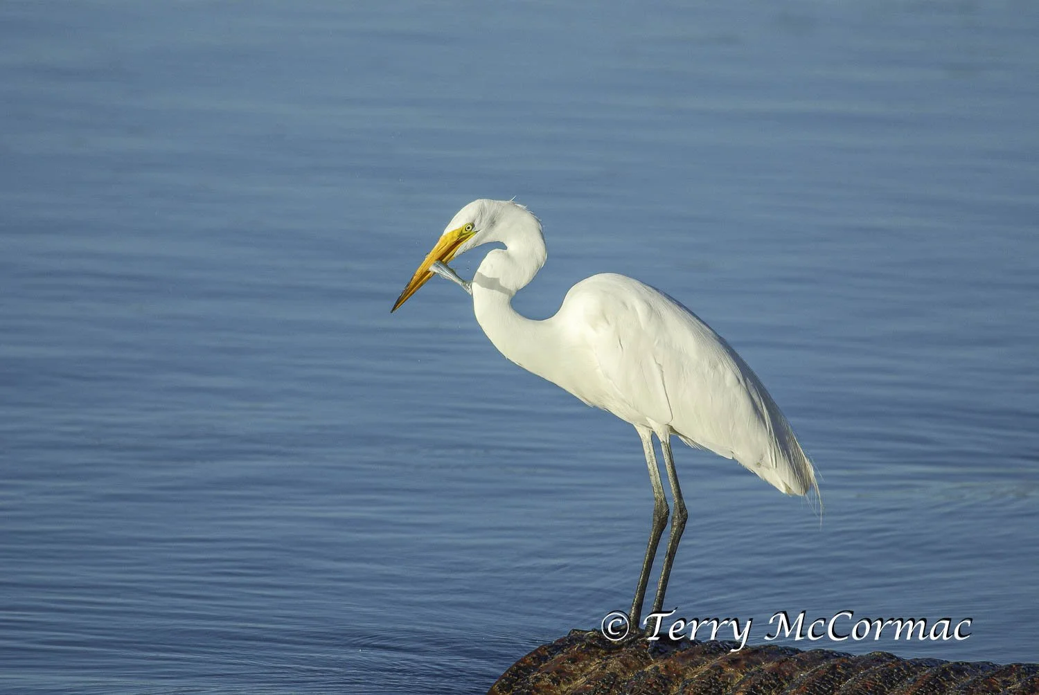 Great Egret, Moss Landing CA