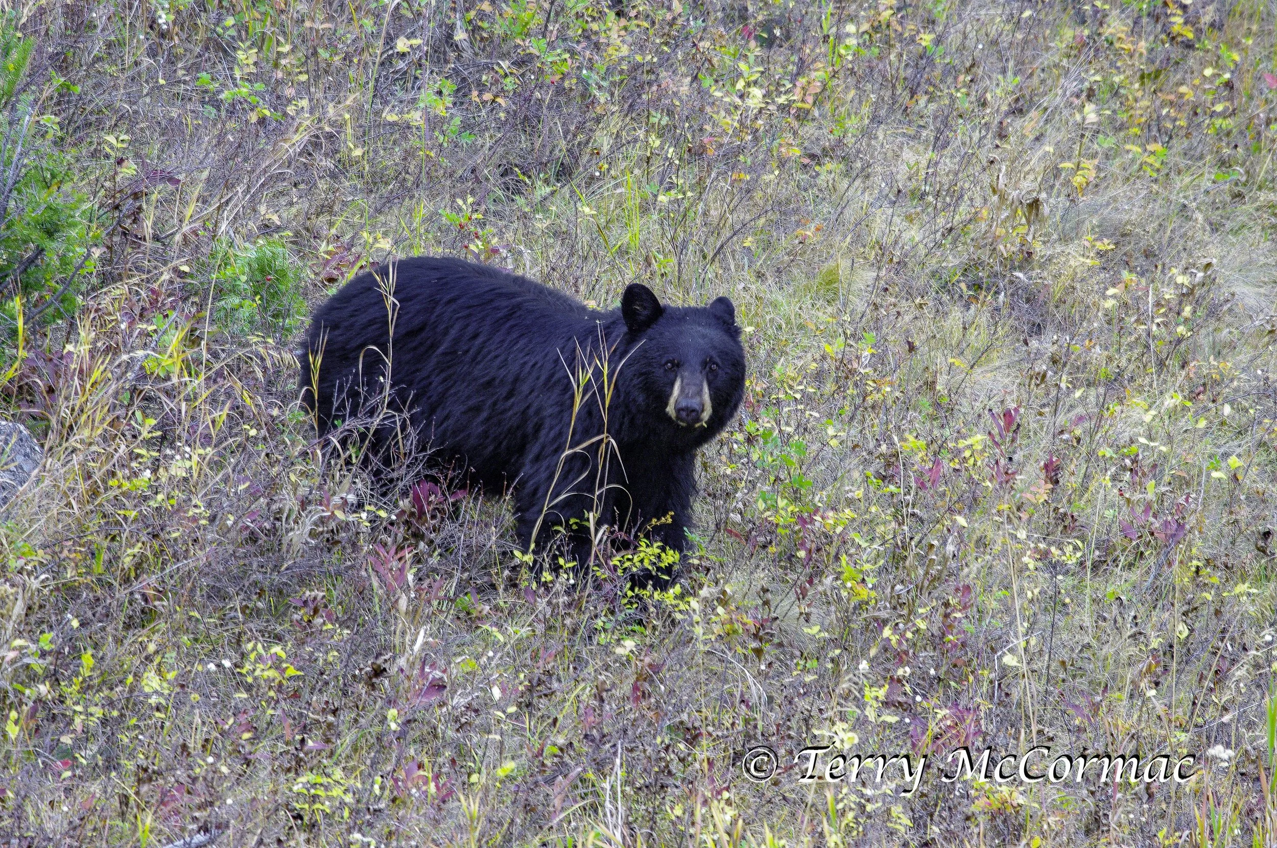 Black Bear, Yellowstone National Park