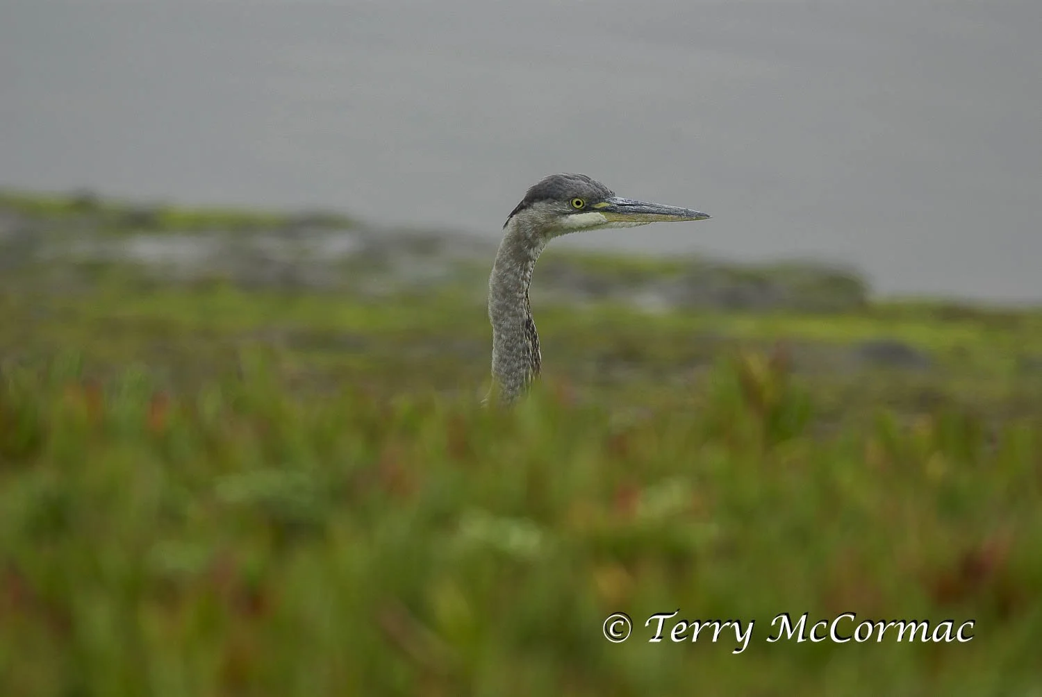 Great Blue Heron, Moss Landing CA