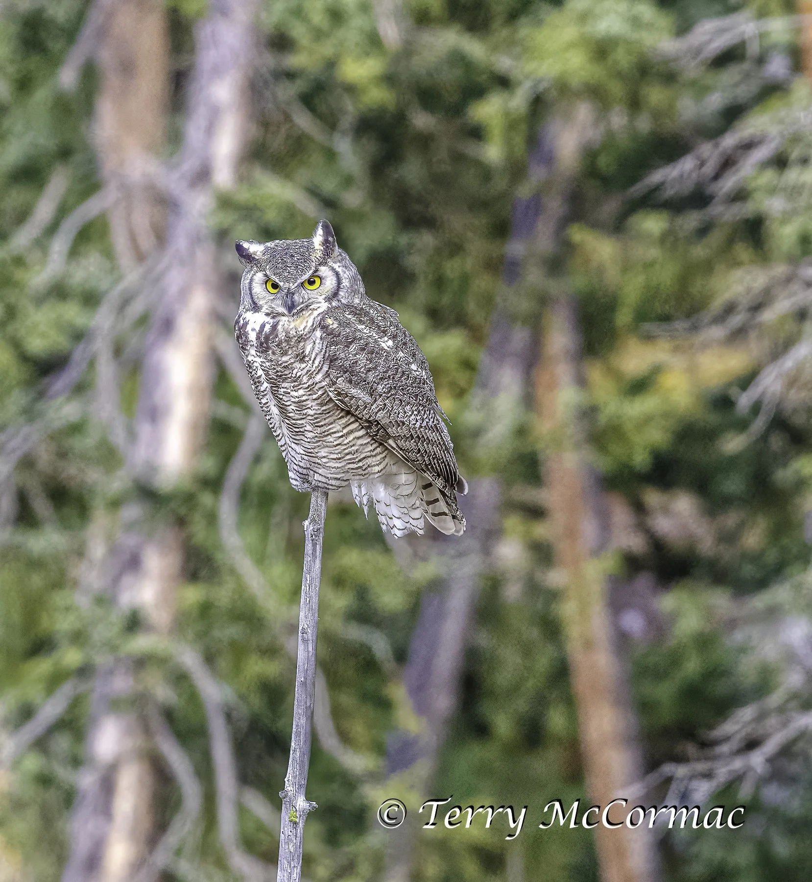 The Subarctic subspecies of Great Horned Owl, Yellowstone NP