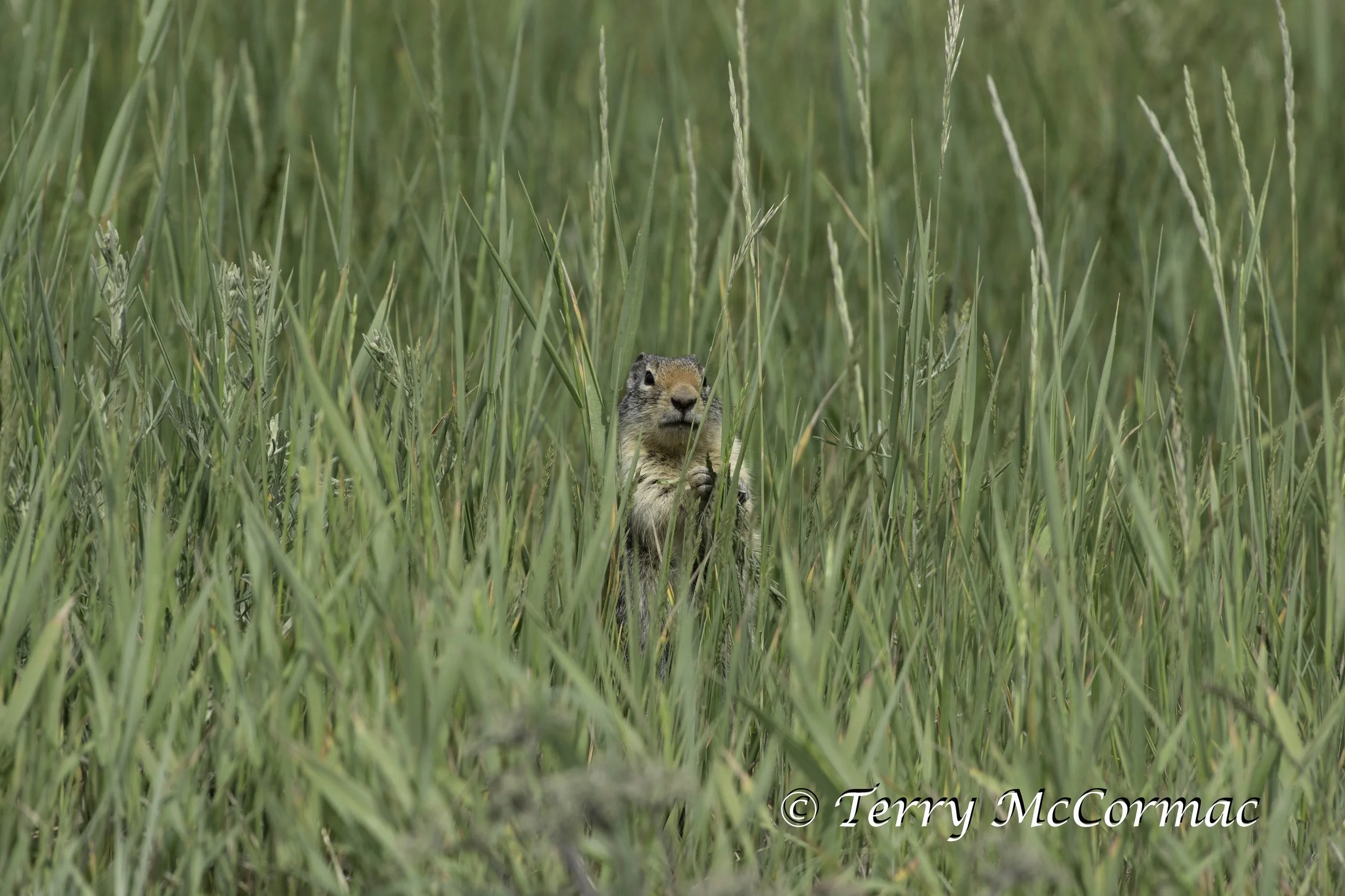 Columbian Ground Squirrel  Glacier National Park, MT