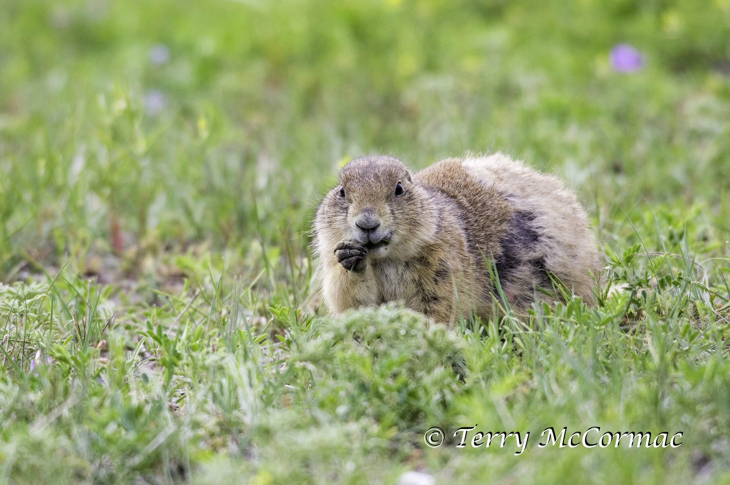 Black-Tailed Prairie Dog among wild flowers Badlands National Park. South Dakota