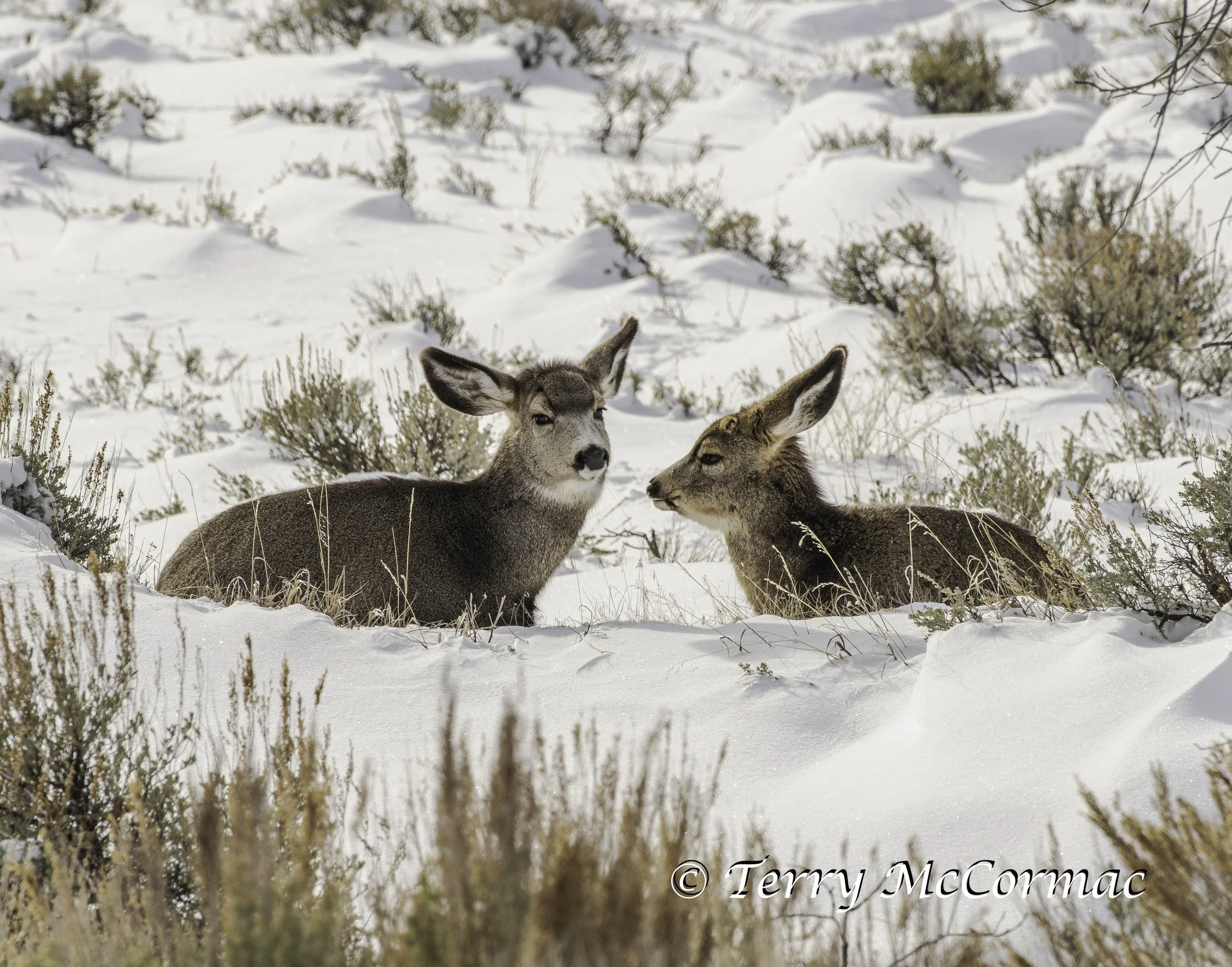 Black-Tailed Deer Grand Teton National park, WY, Winter Female