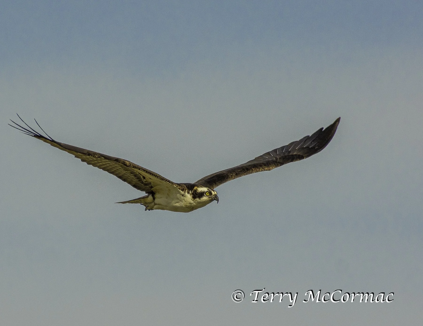 Osprey, McNary National Wildlife Refuge, WA