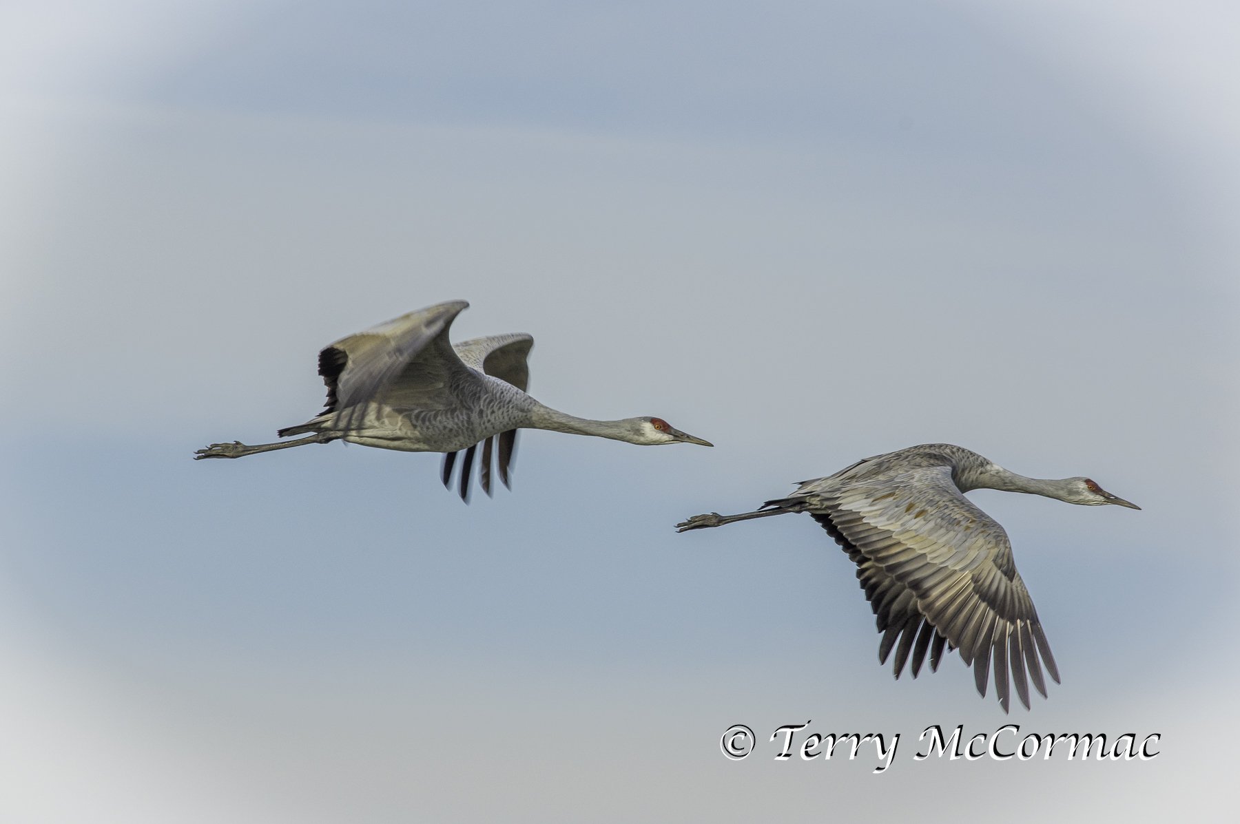 Sandhill Cranes Merced National Wildlife Refuge, CA