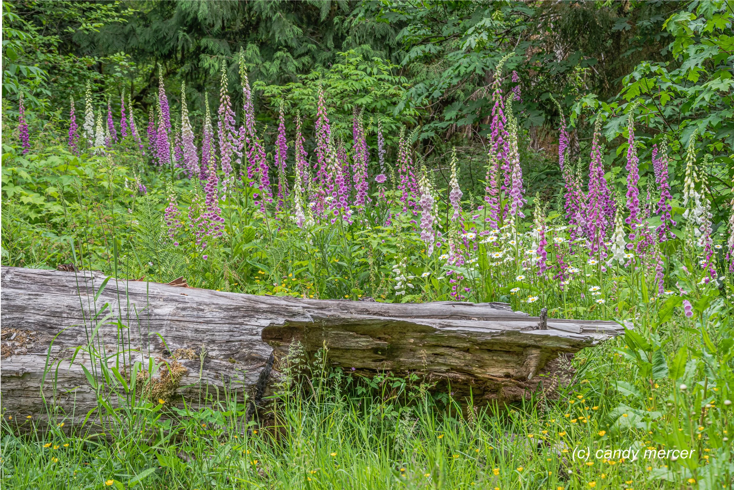 Foxglove in the wild near Mt Baker area