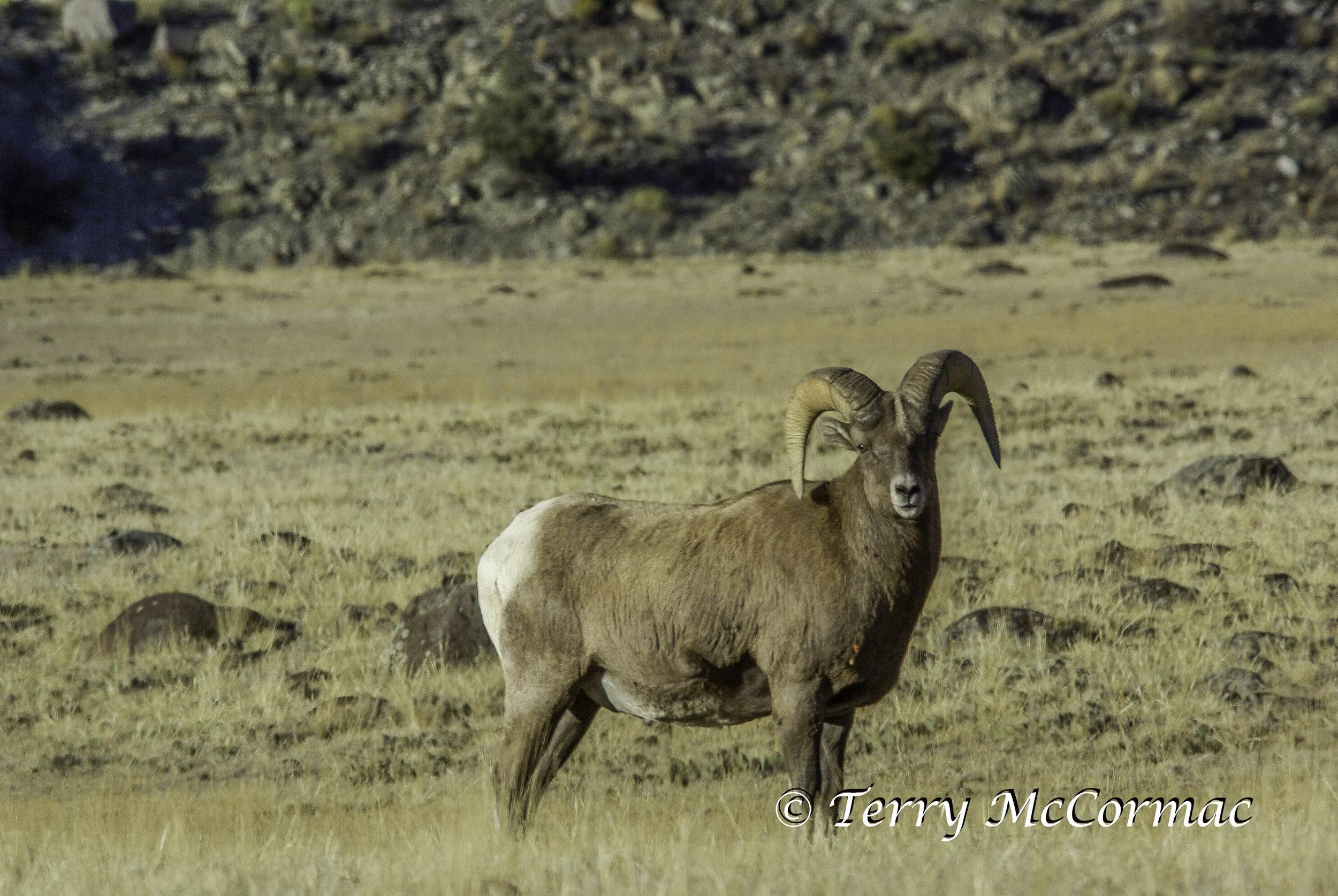 Rocky Mountain Bighorn Ram, Yellowstone National Park, WY 