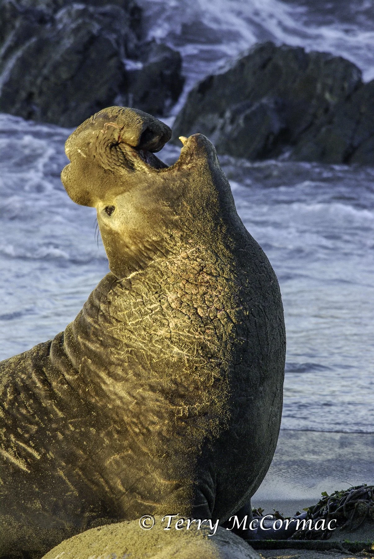 Male Northern Elephant Seal, Piedras Blancas, CA
