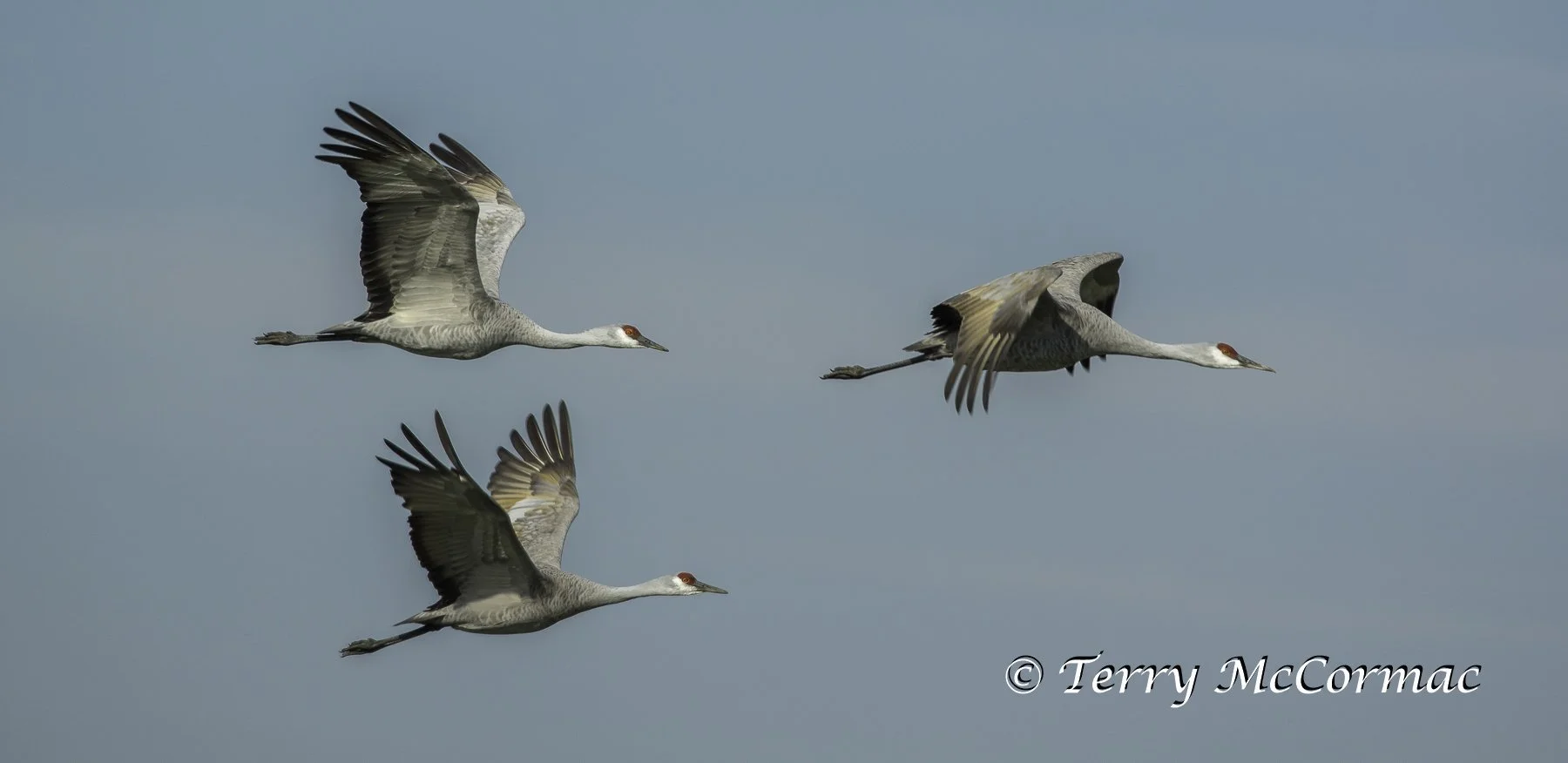 Sandhill Cranes Merced National Wildlife Refuge, CA