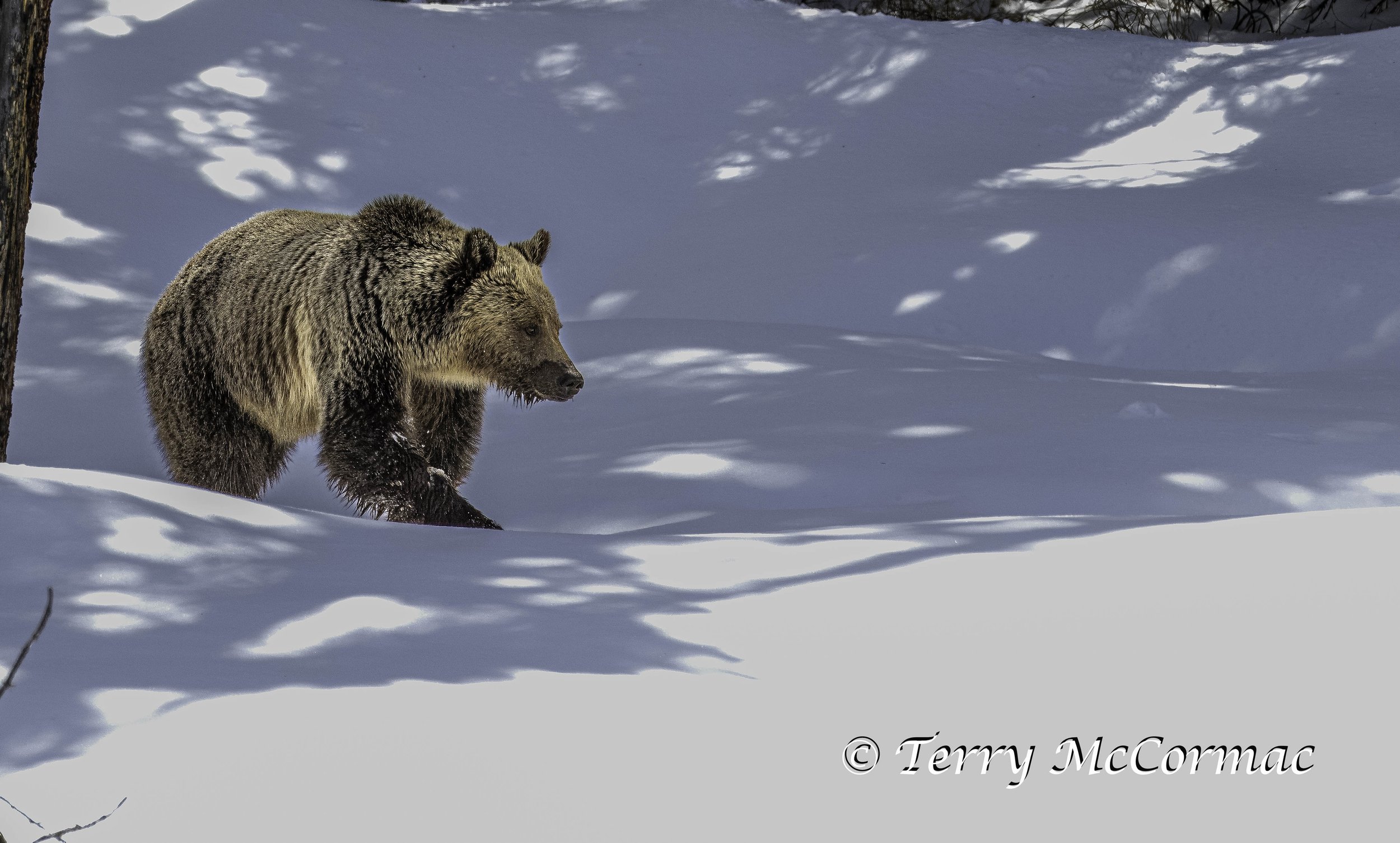 Grizzly Bear in Spring snow Yellowstone National Park, WY