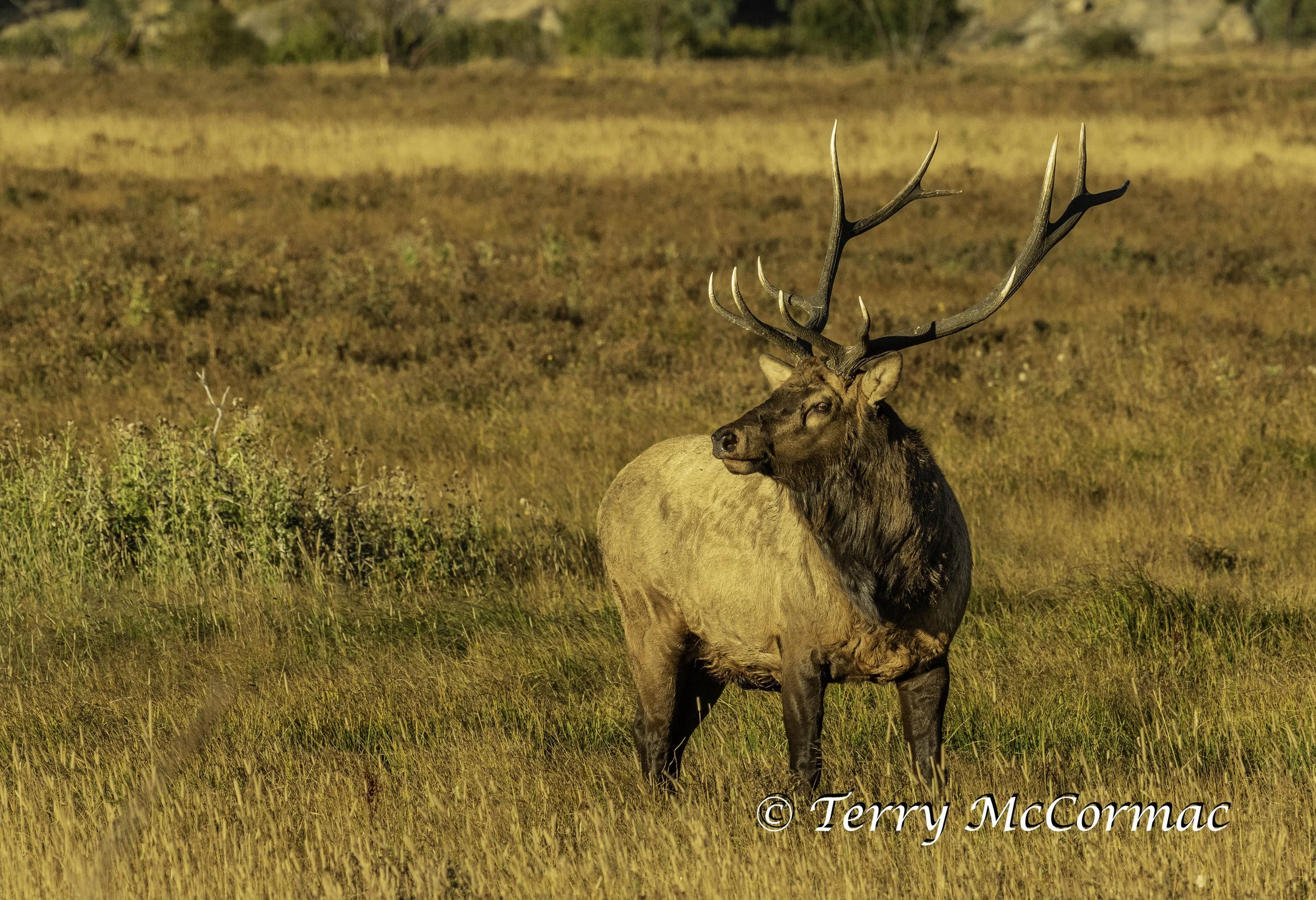 Bull Elk in the rutt Rocky Mountain National Park, CO