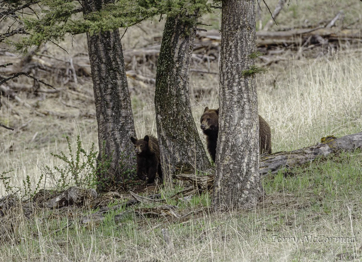 Female Black Bear with Cub of the year,                      
                 Yellowstone  