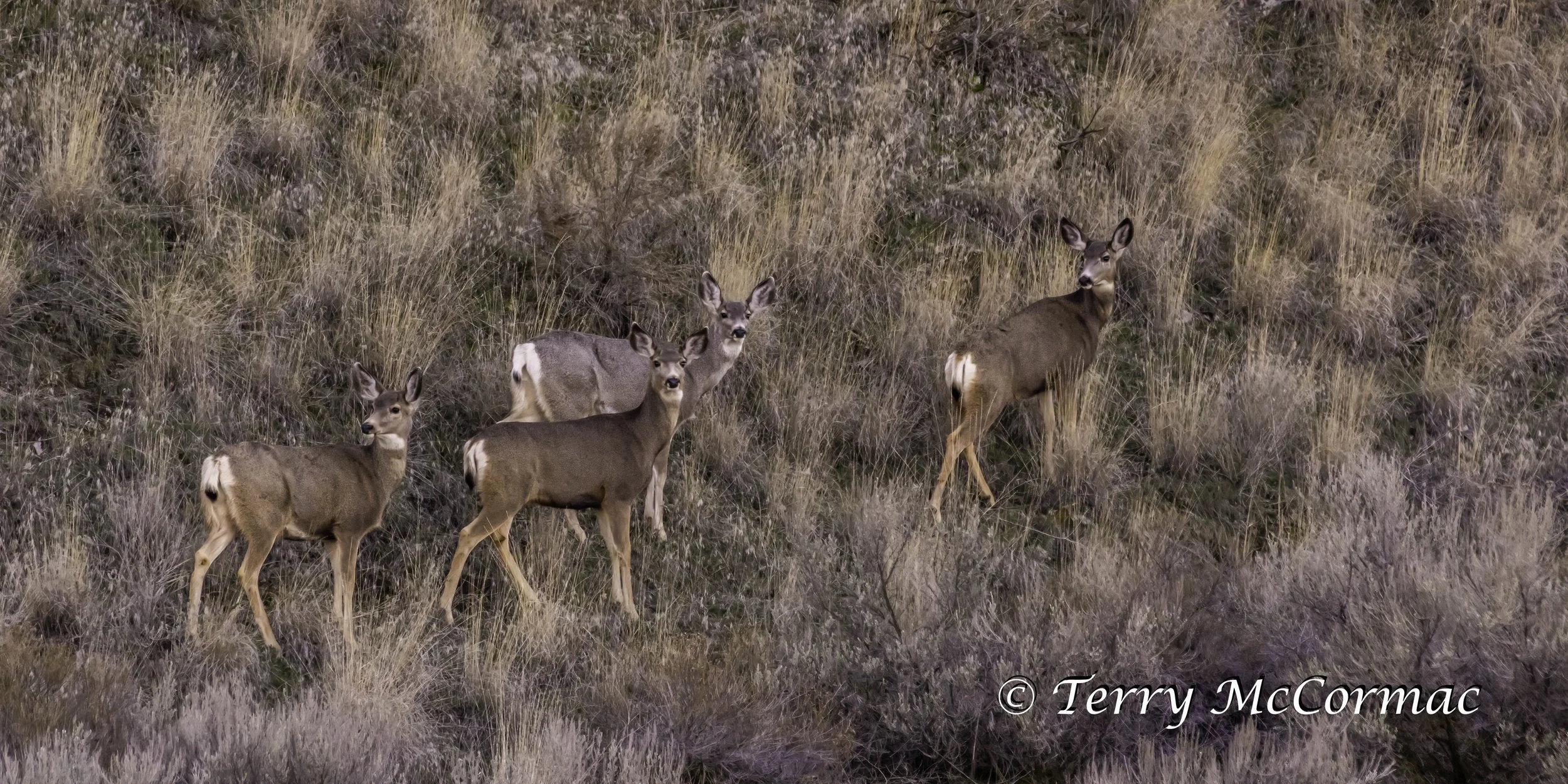 Whitetailed Deer ,Colombia National Wildlife Refuge, WA