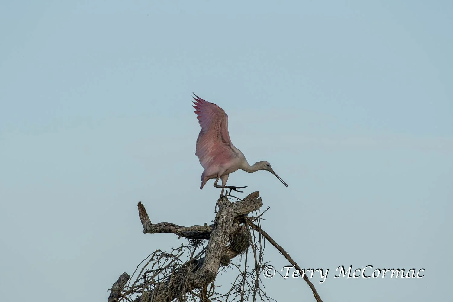 Roseate Spoonbill  Aransas National Wildlife Refuge, Texas