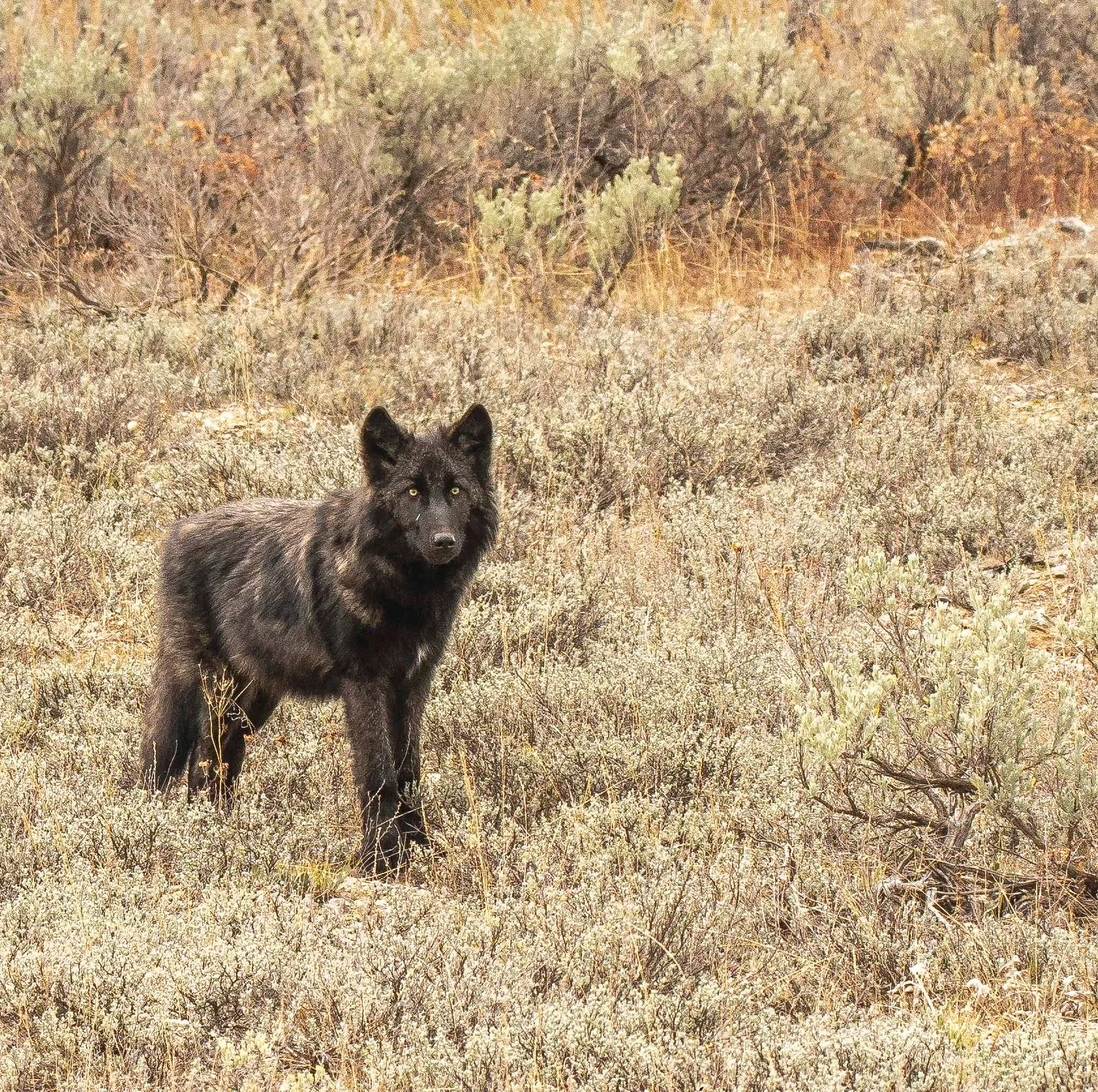 Wolves, Foxes, Coyotes